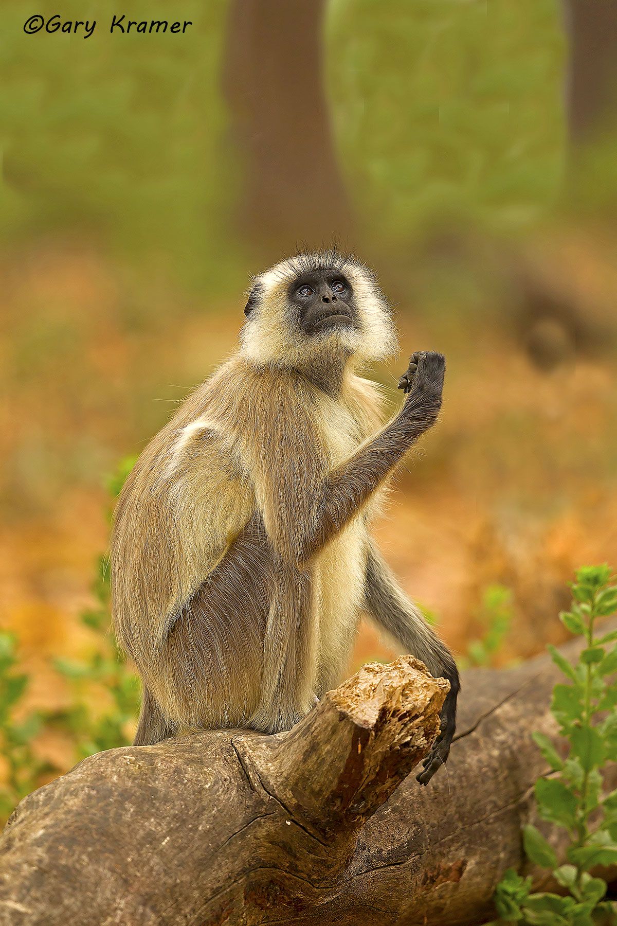 Gray Langur (Semnopithecus entellus) Gray Langur (Semnopithecus entellus) - IMLg#048d