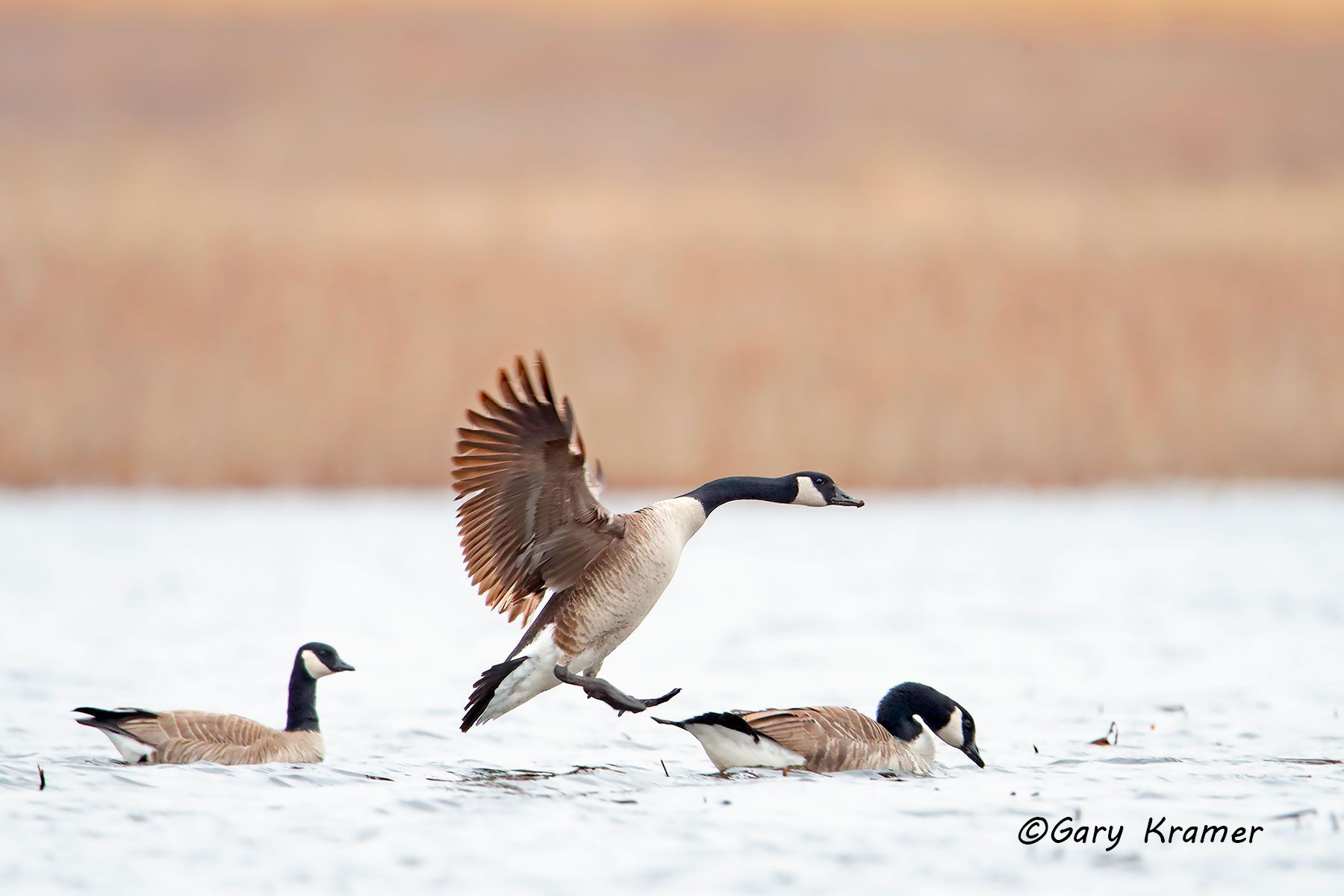 Canada Goose (Branta canadensis maxima) Canada Goose (Giant) (Branta canadensis maxima) - NBWCg#1014d