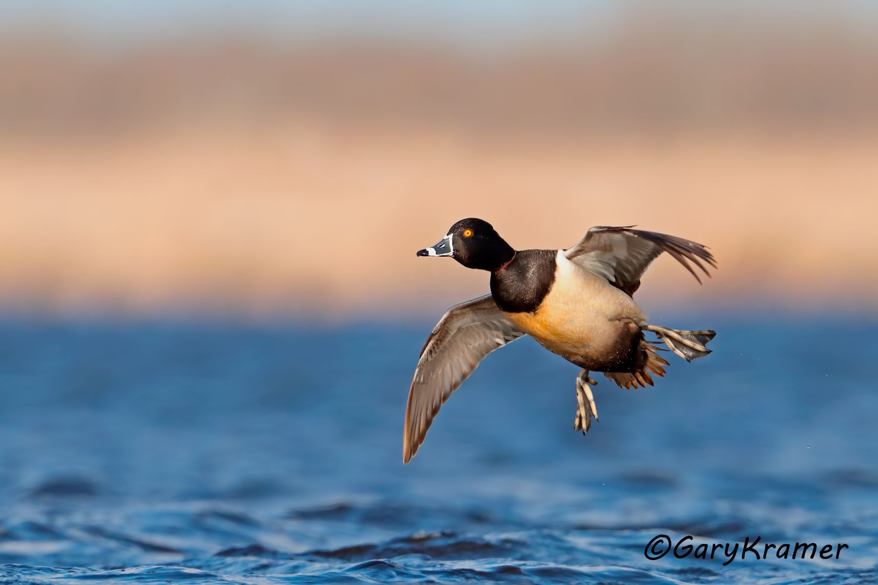 Ring-necked Duck (Aythya collaris) Ring-necked Duck (Aythya collaris) - NBWRn#772d