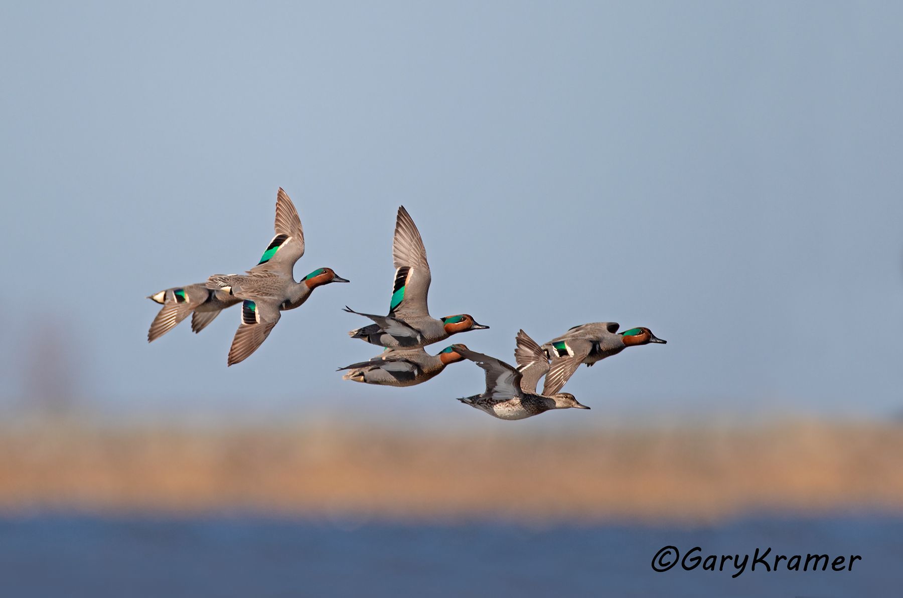 Green-winged Teal (Anas carolinensis)  Green-winged Teal (Anas carolinensis) - NBWTg#1959d(2)