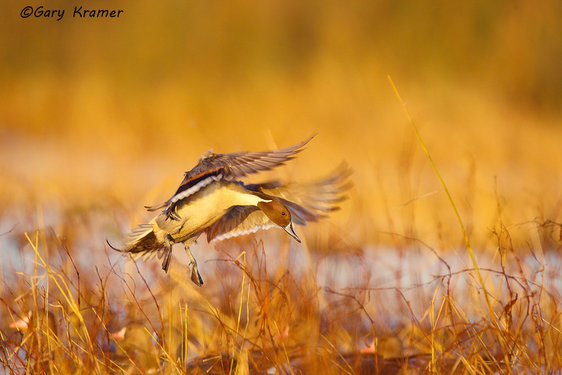 Northern Pintail (Anas acuta)  - NBWP#2099d