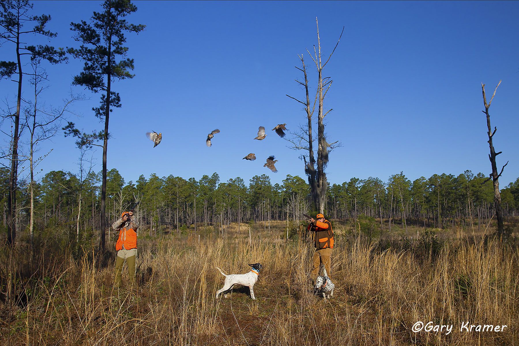 Hunter(s) w/Pointer(s) & Setter(s) shooting at flushing Bobwhite Hunter(s) w/Pointer(s) & Setter(s) shooting at flushing Bobwhite - NHQfps#003d