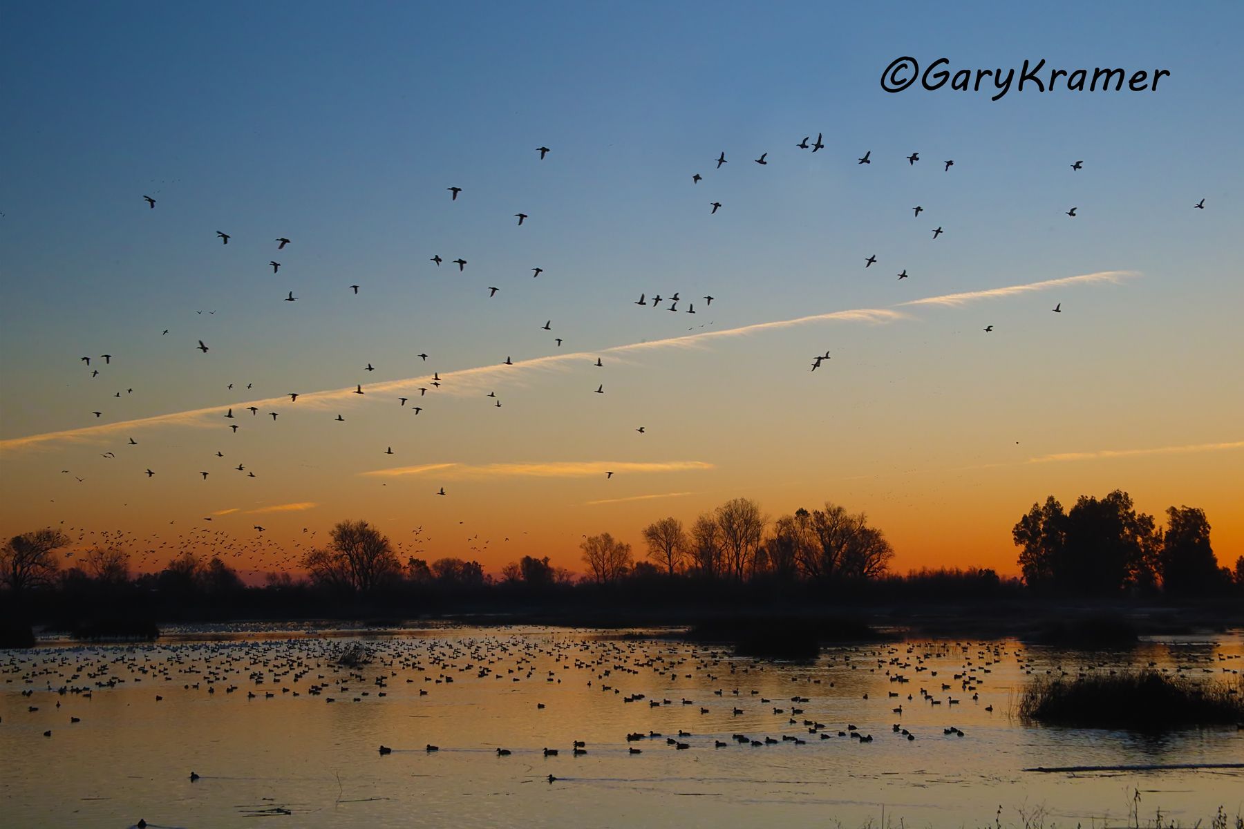 Mixed Puddle Ducks and Geese - NBWX#1420d