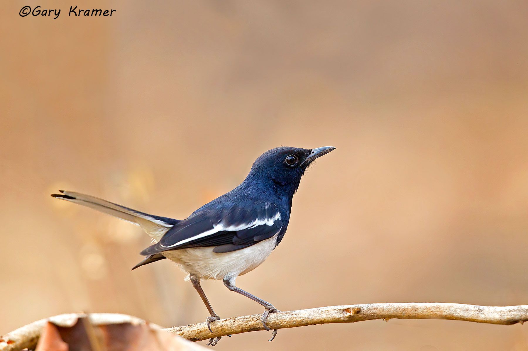 Magpie Robin (Copsychus saularis) Magpie Robin (Copsychus saularis) - IBRm#004d