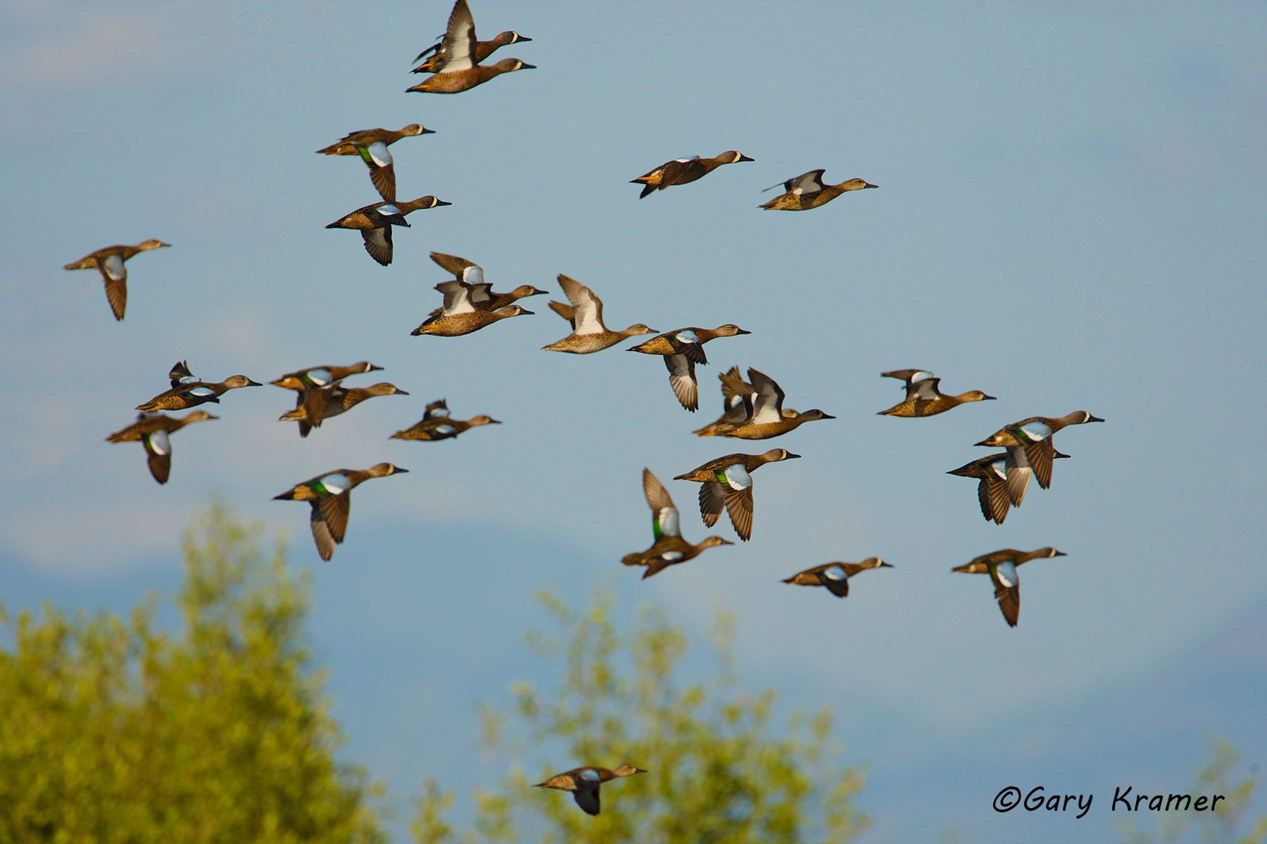 Blue-winged Teal (Spatula discors) by GaryKramer.net, 530-934-3873, gkramer@cwo.com Blue-winged Teal (Spatula discors) - NBWTb#550d