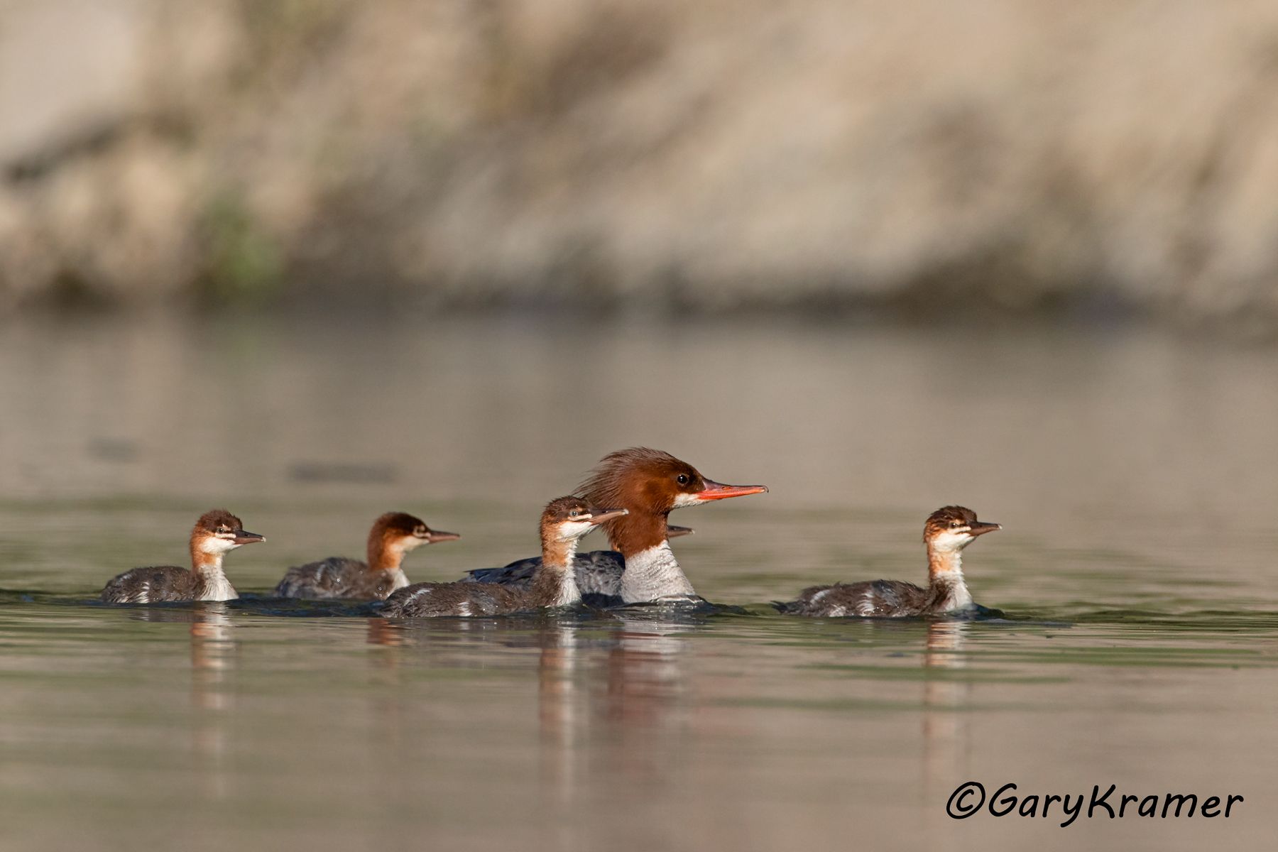 Common Merganser (Mergus merganser) Common Merganser (Mergus merganser) - NBWMc#502d