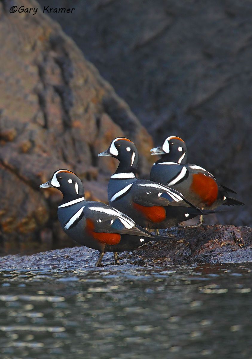 Harlequin Duck (Histrionicus histrionicus) Harlequin Duck (Histrionicus histrionicus) - NBWH#153d(2)