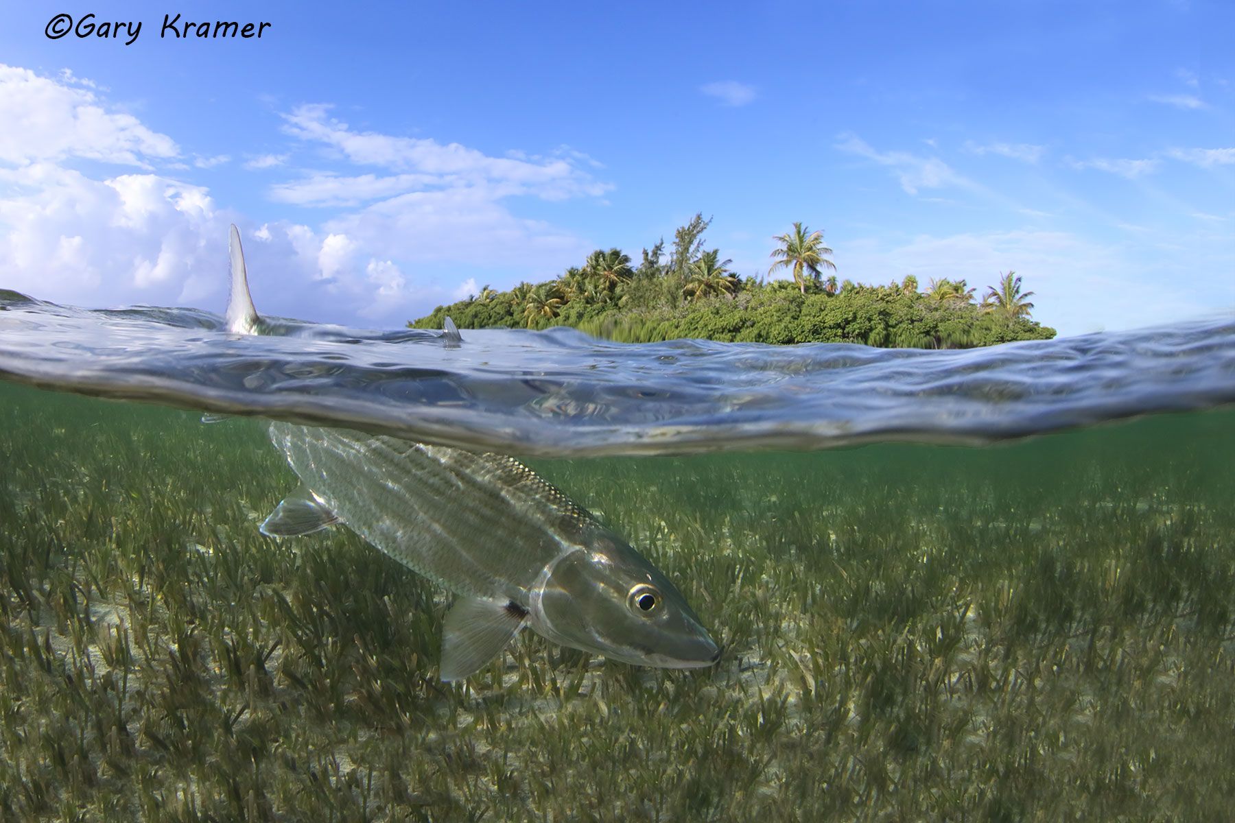 Bonefish (Albula vulpes), Mexico - NFB#276d(2)