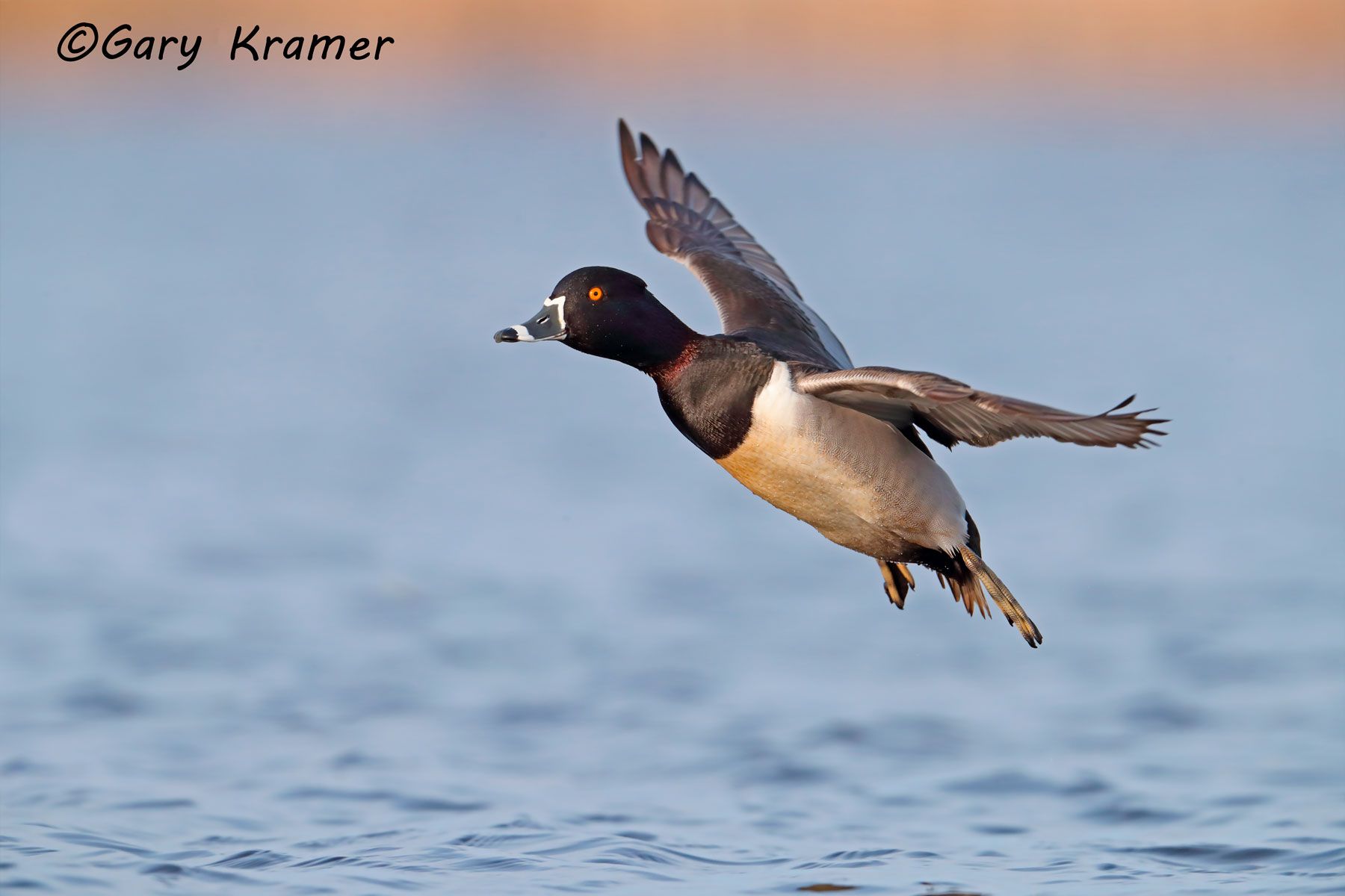 Ring-necked Duck (Aythya collaris) Ring-necked Duck (Aythya collaris) - NBWRn#820d(2)