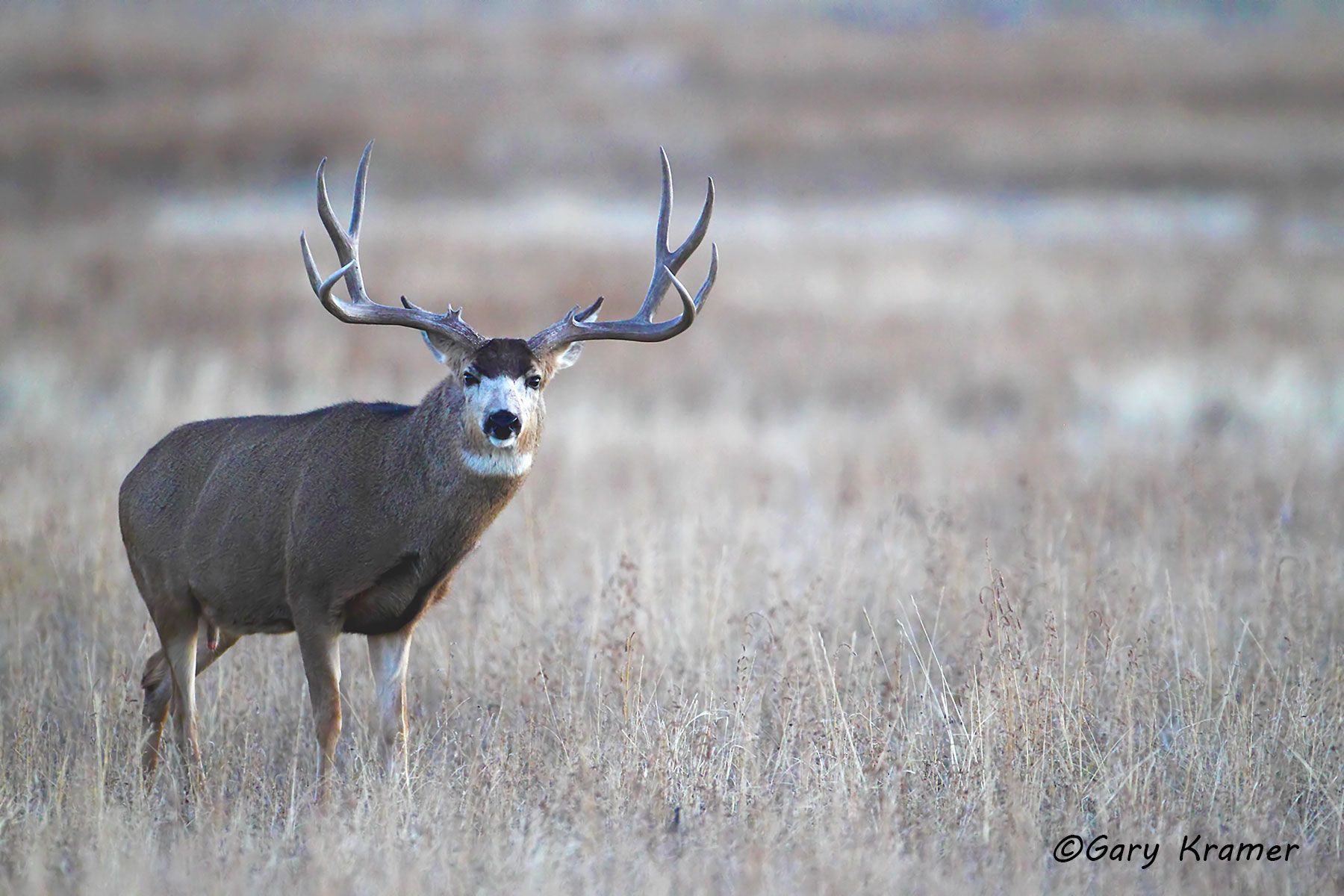 Mule Deer (Odocoileus hemionus hemionus) by GaryKramer.net, 530-934-3873, gkramer@cwo.com - Published: American Sportsman Calendar, Desk Calendar 2015 Mule Deer (Odocoileus hemionus hemionus) - NMDM#1538d