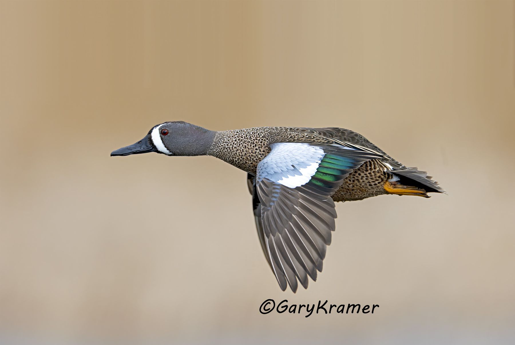 Blue-winged Teal (Anas discors) - NBWTb#1904d