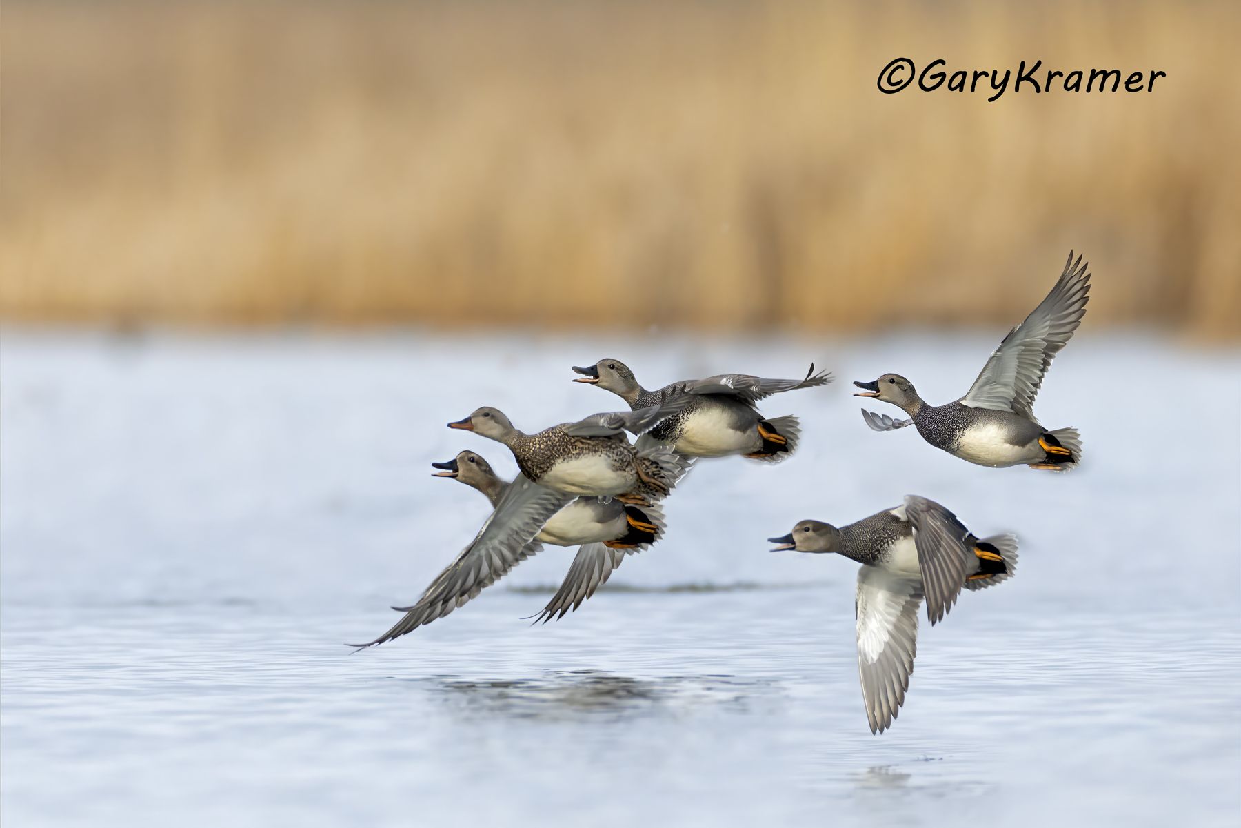 Gadwall (Anas strepera) - NBWG#2985d(2)