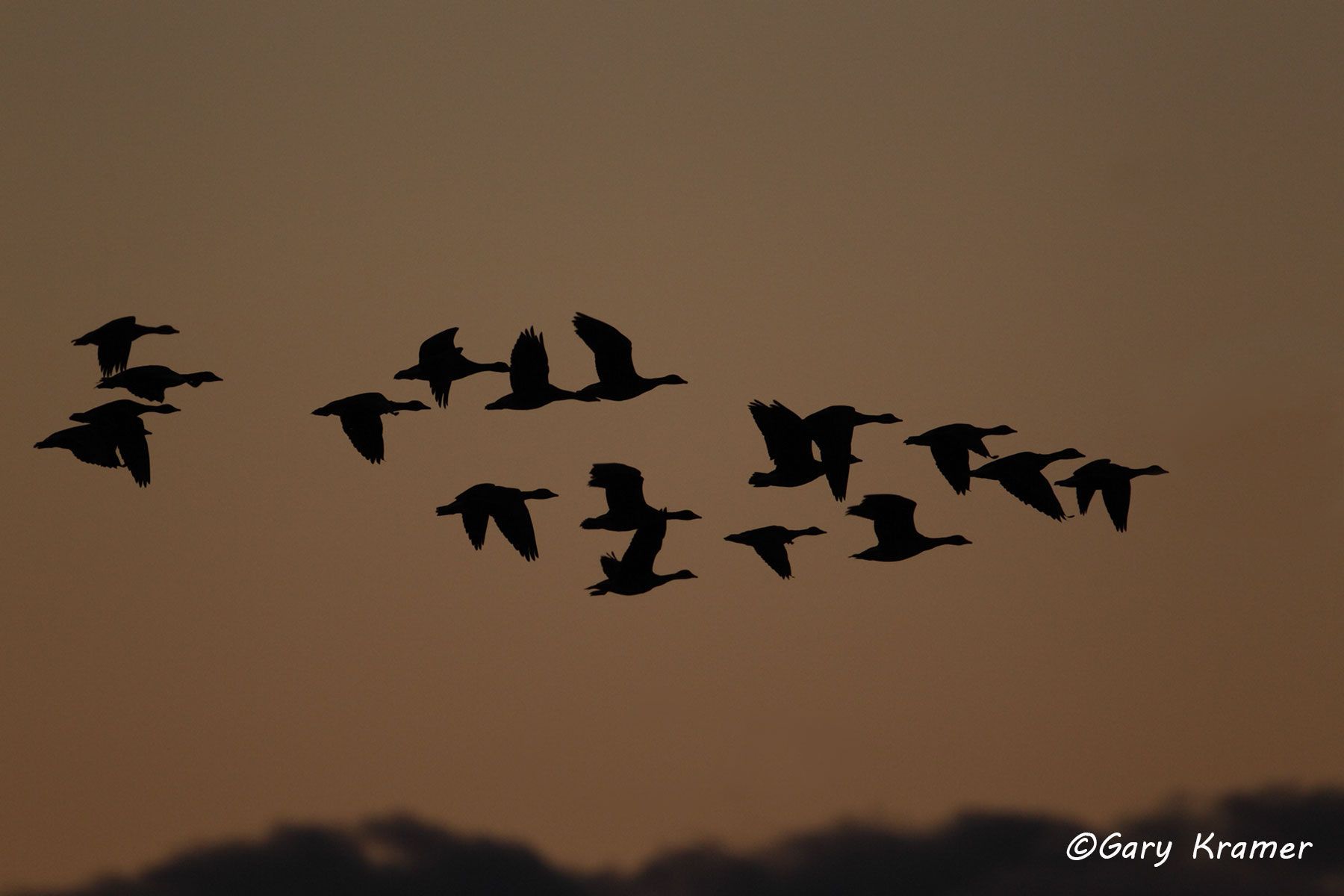 White-fronted Goose (Anser albifrons) - NBWWf#1044d