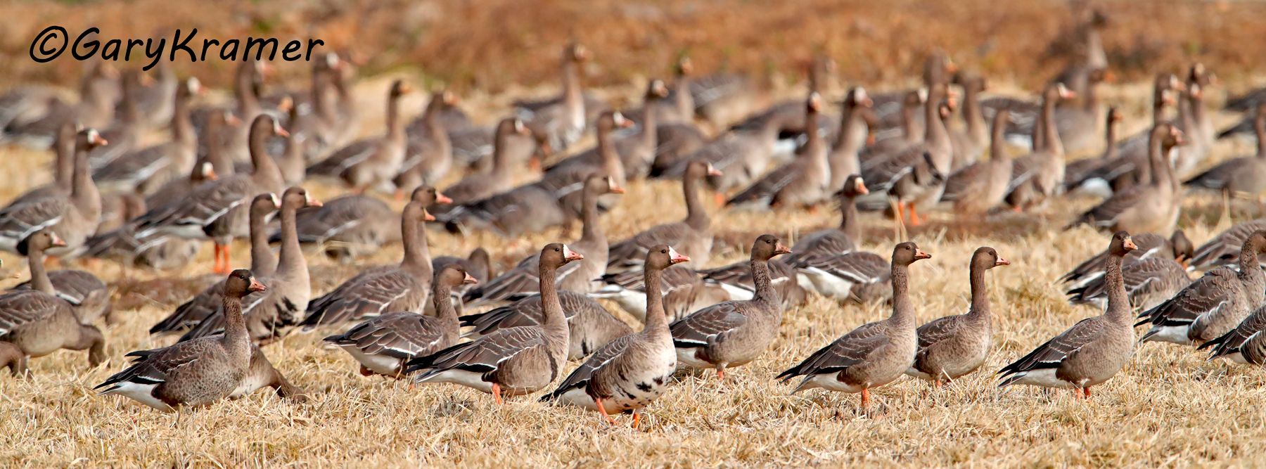White-fronted Goose (Anser albifrons) - NBWWf#2794d(P)