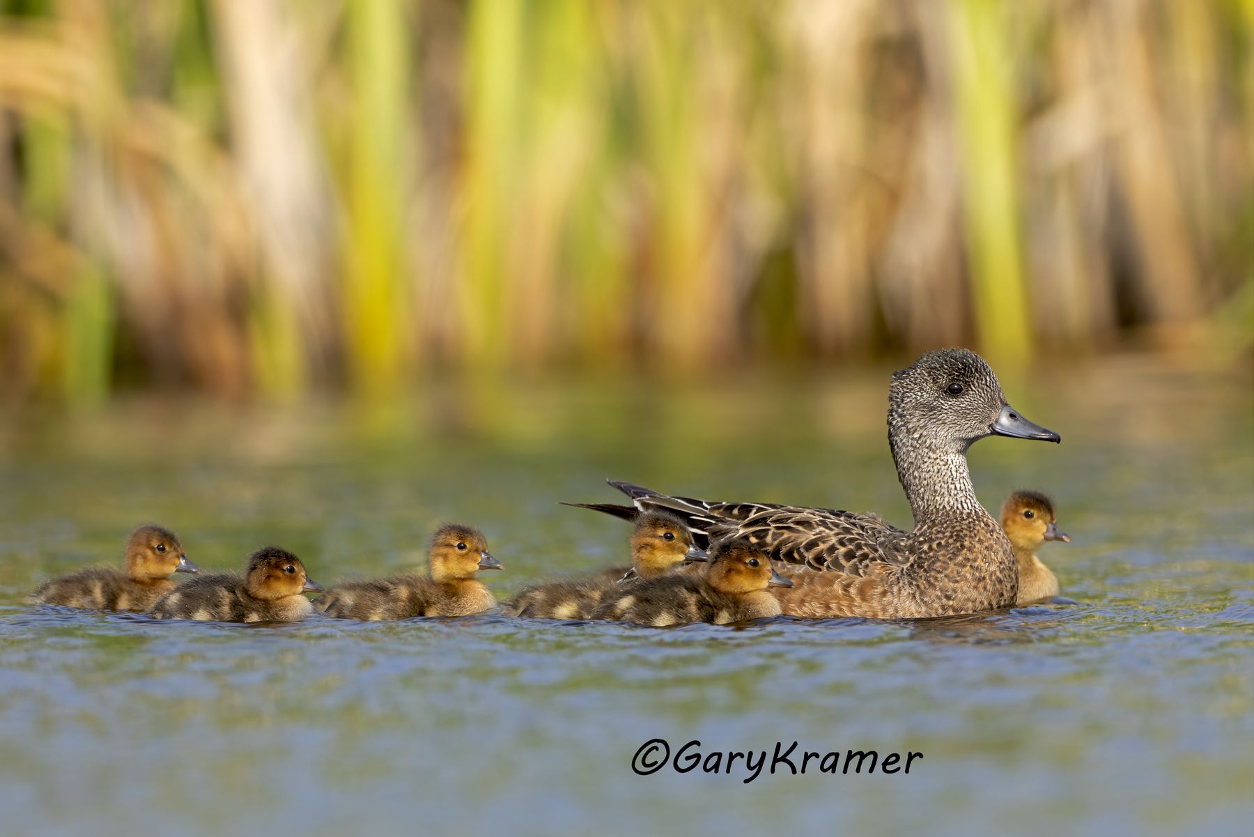 American Wigeon (Anas americana) - NBWW#2609d(2)