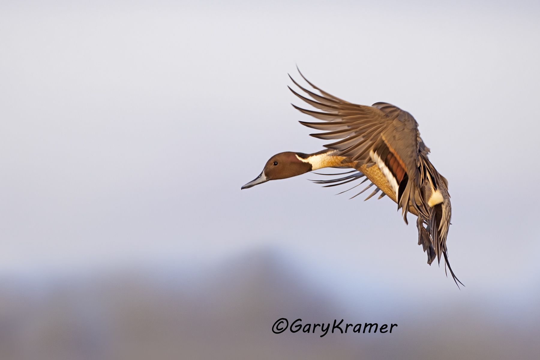 Northern Pintail (Anas acuta) - NBWP#212d(2)