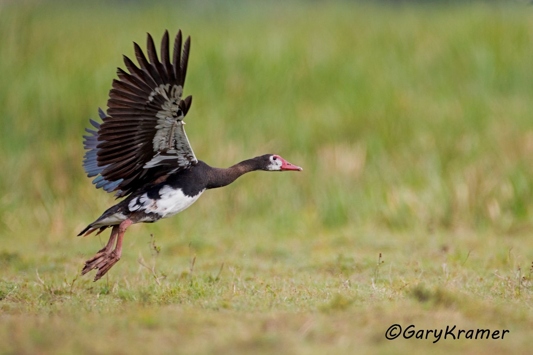 Spur-winged Goose (Plectropterus gambensis)  Spur-winged Goose (Plectropterus gambensis) - ABWG#218d (Kenya)