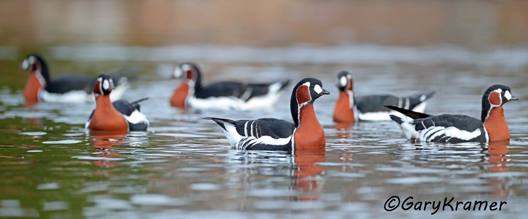 Red-breasted Goose (Branta ruficollis)  Red-breasted Goose (Branta ruficollis) - EBWGr#118d(P)