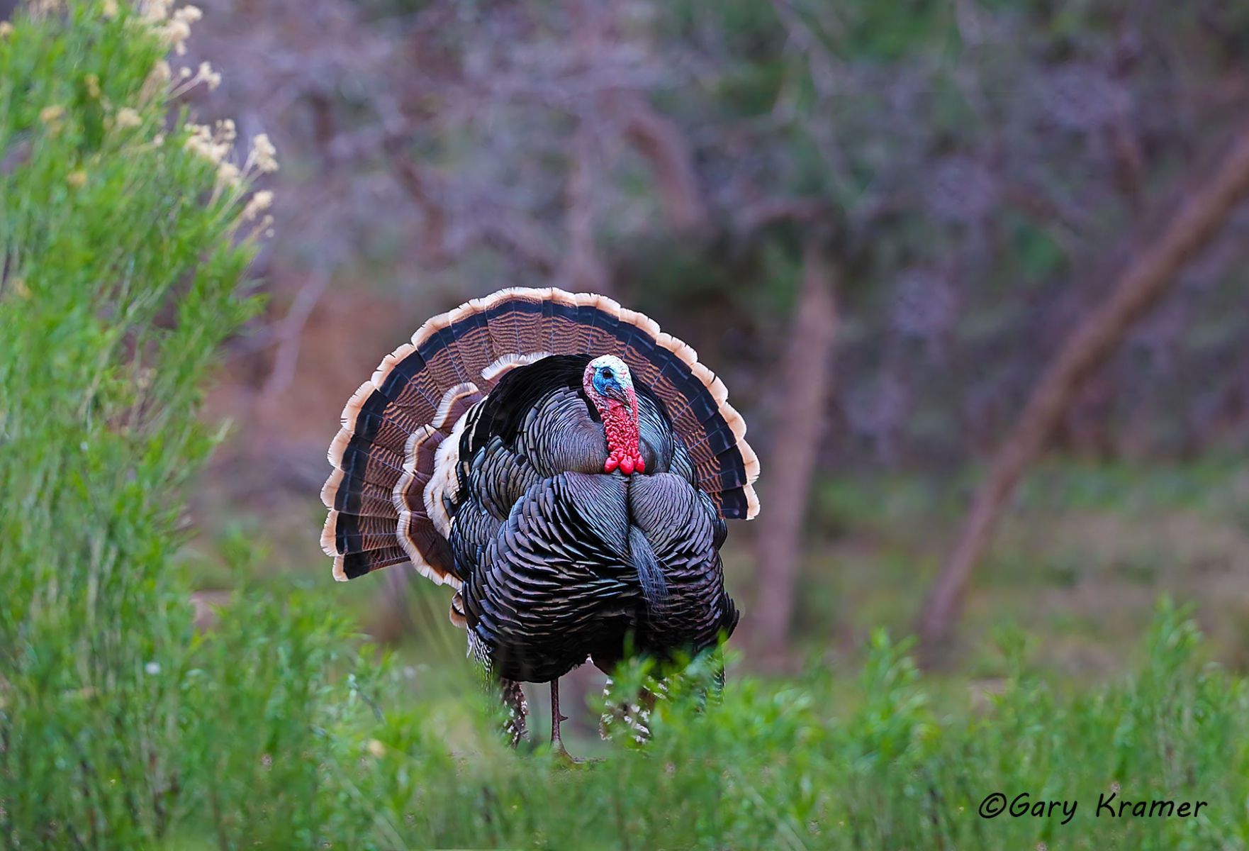 Wild Turkey (Merriam's) (Meleagris gallopavo merriami) by GaryKramer.net, 530-934-3873, gkramer@cwo.com Wild Turkey (Merriam's) (Meleagris gallopavo merriami) - NBGTm#104d