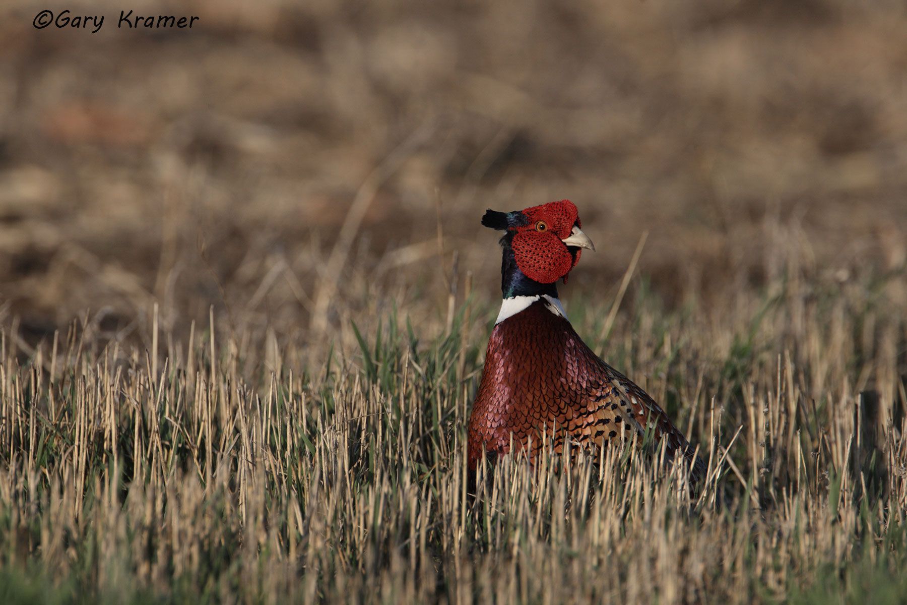 Ring-necked Pheasant (Phasianus colchicus) by GaryKramer.net, 530-934-3873, gkramer@cwo.com Ring-necked Pheasant (Phasianus colchicus) - NBGP#1145d
