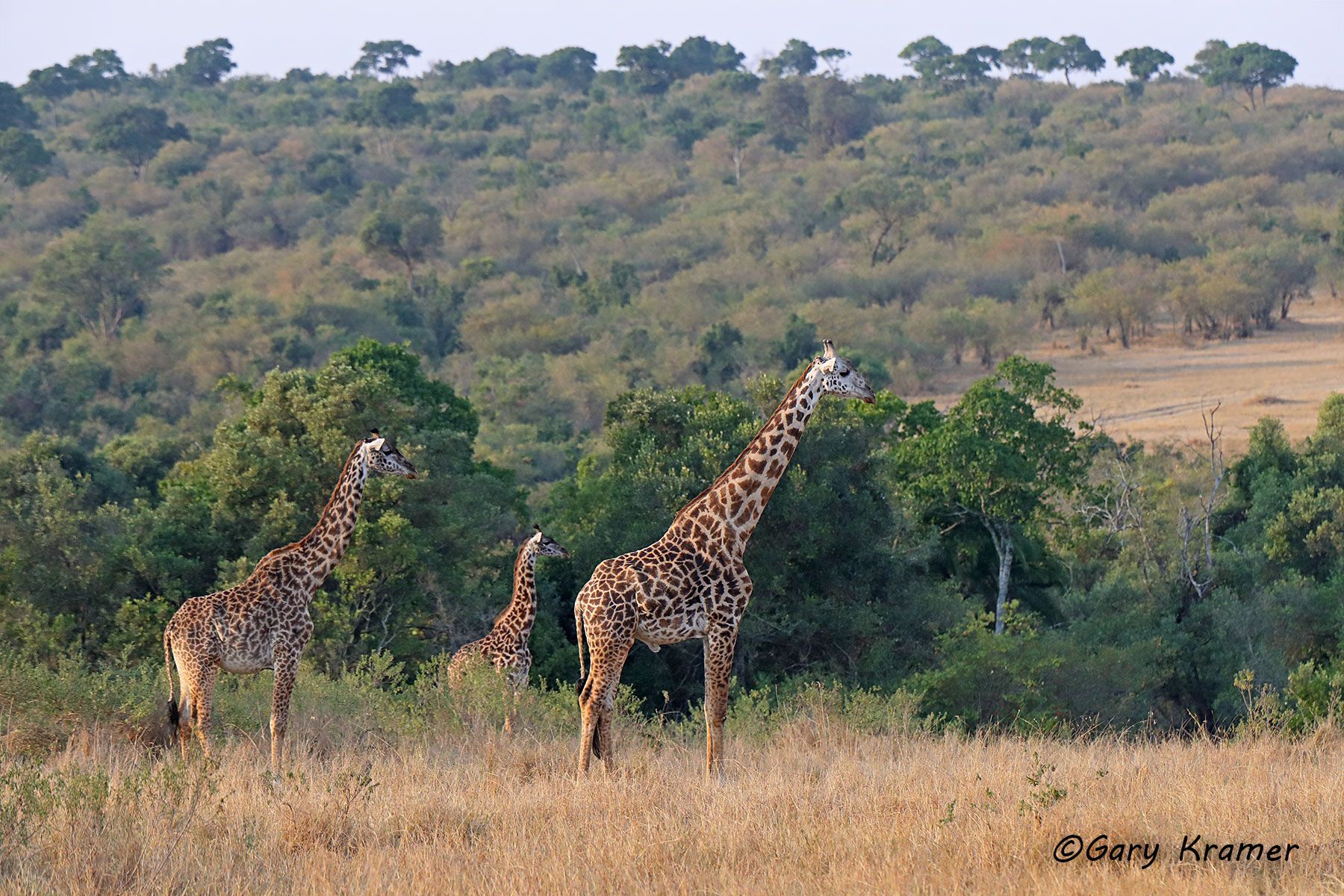 Maasai Giraffe (Giraffa c. tippelskirchi) Maasai Giraffe (Giraffa c. tippelskirchi) - AMGm#192d