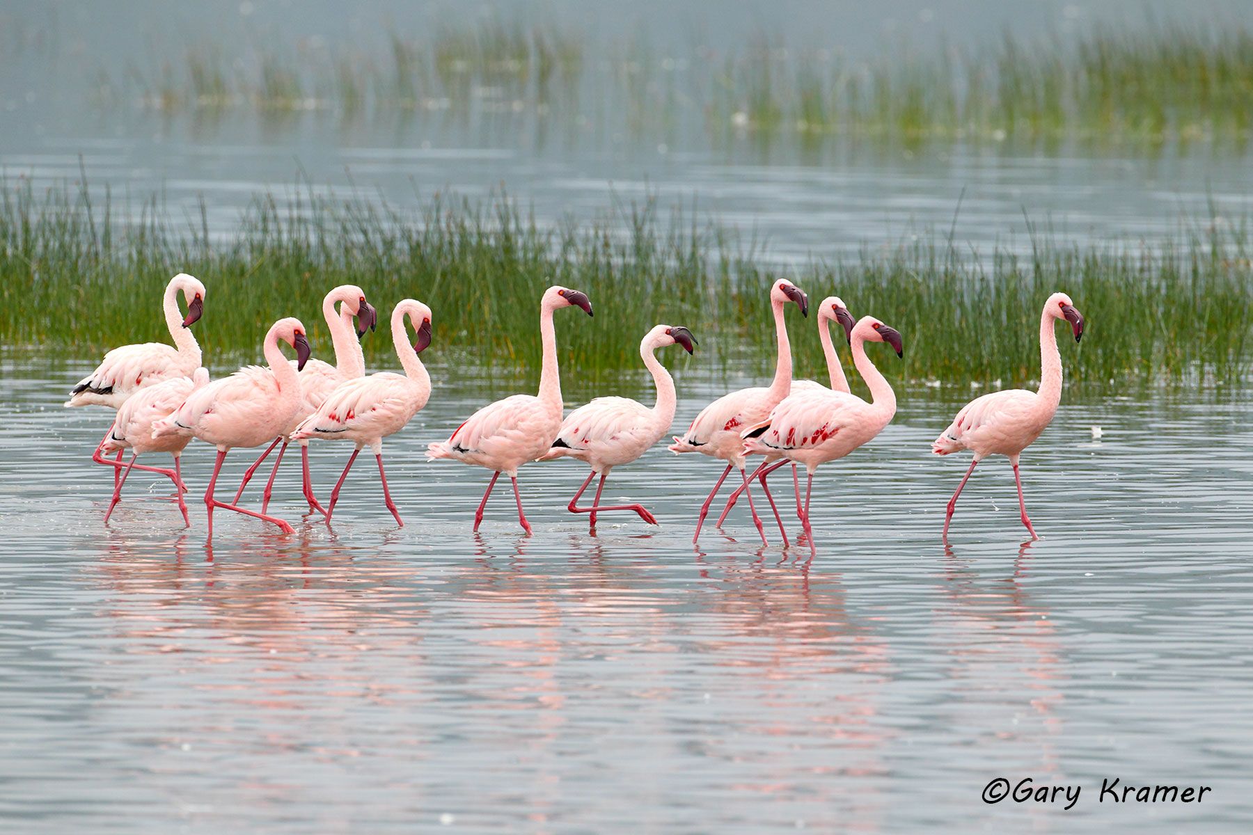 Lesser Flamingo (Phoenicopterus minor) Lesser Flamingo (Phoenicopterus minor) - ABFl#105d