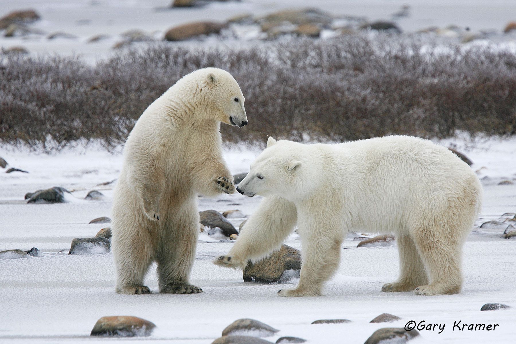Polar Bear (Thalarctos maritimus) by GaryKramer.net, 530-934-3873, gkramer@cwo.com Polar Bear (Thalarctos maritinus) - NMBP#220d