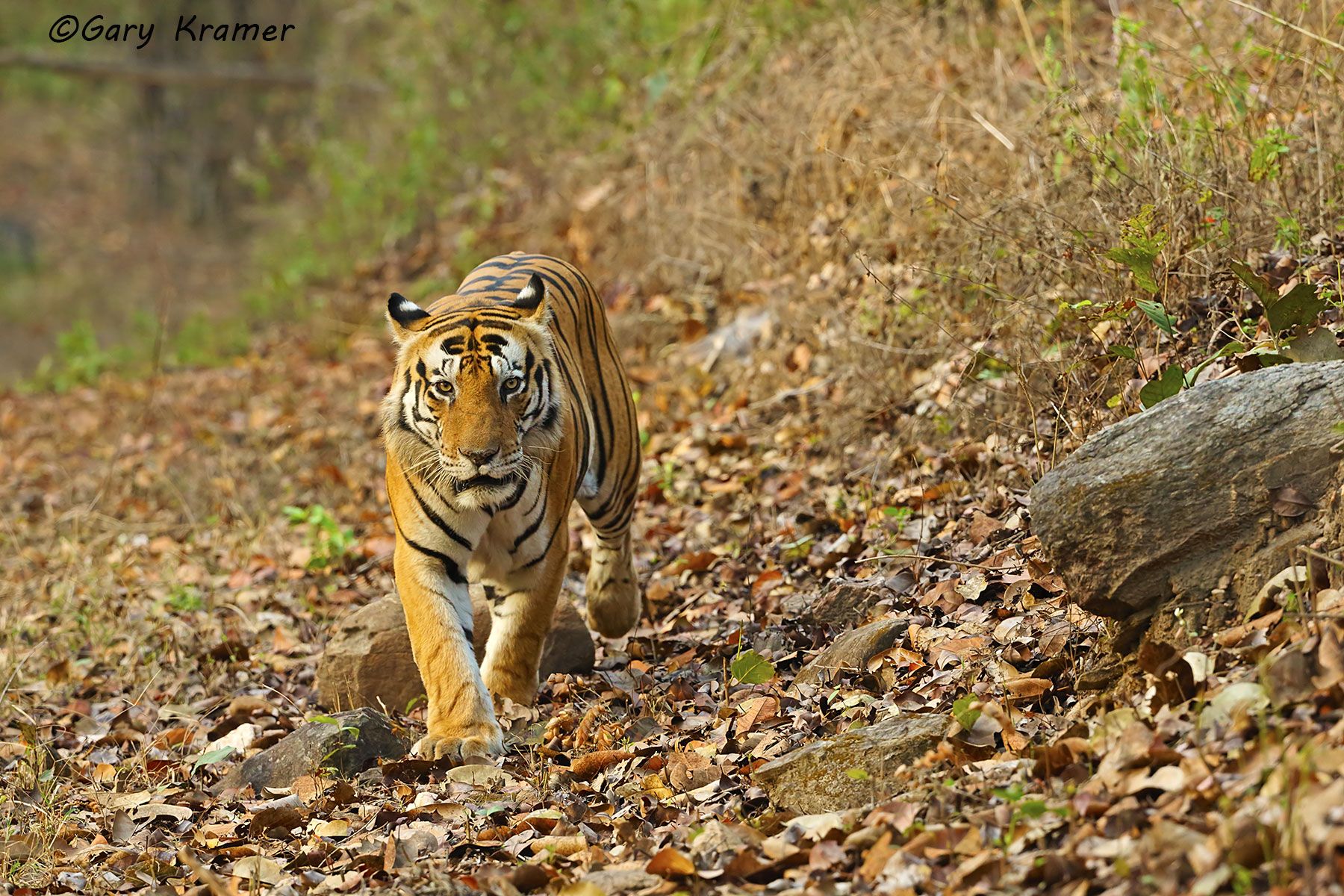 Tiger (Bengal) (Panthera tigrus tigrus) - AMTb#429d