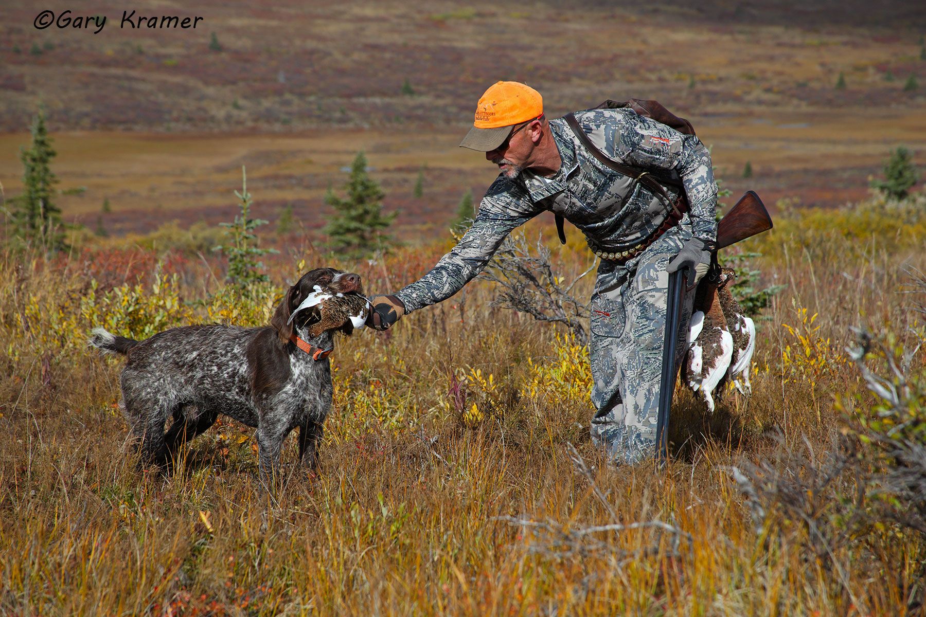 German Wirehaired Pointer(s) delivering Willow Ptarmigan to hunter(s) German Wirehaired Pointer delivering Willow Ptarmigan to hunter - NHLgdp#037d