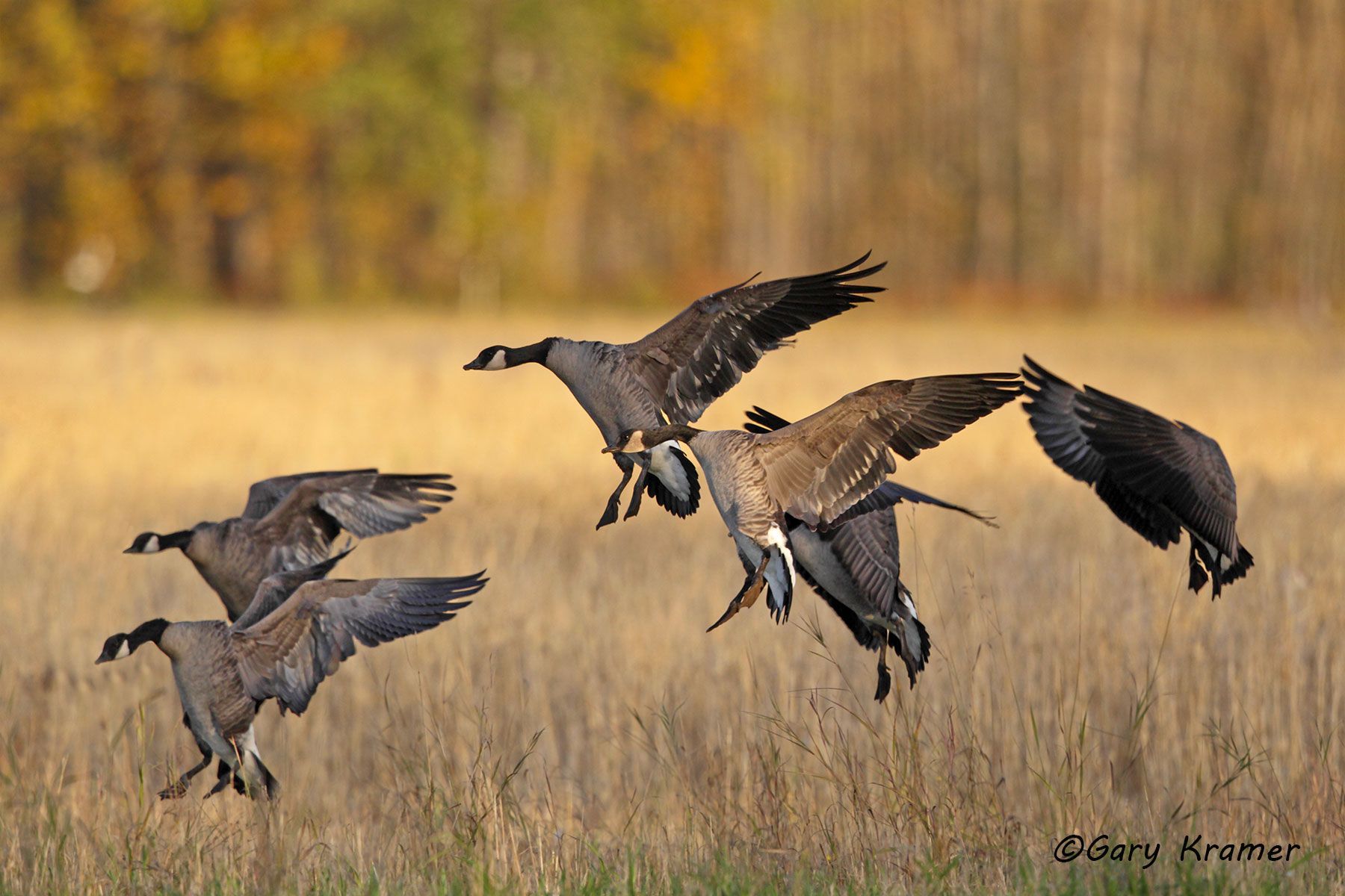 Canada Goose (Lesser) (Branta canadensis parvipes) Canada Goose (Lesser) (Branta canadensis parvipes) - NBWCl#010d