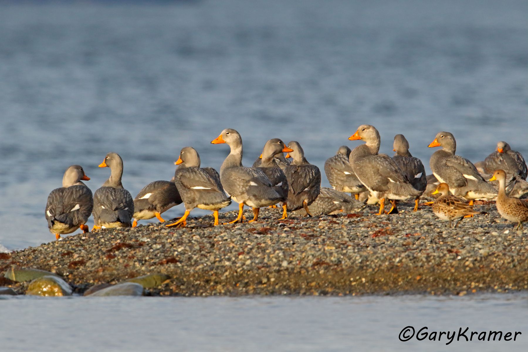 Flightless Steamer Duck/Yellow-billed Pintail (Tachyeres pteneres/Anas georgica) - SBWSmy#001d (Chile)