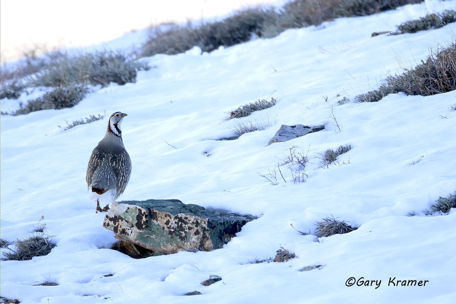 Himalayan Snowcock (Tetraogailus himalayensis) Himalayan Snowcock (Tetraogailus himalayensis)  - NBGSh#078d