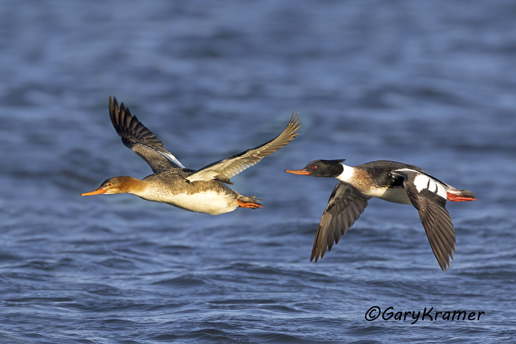 Red-breasted Merganser (Mergus serrator) - NBWMr#362d(2)