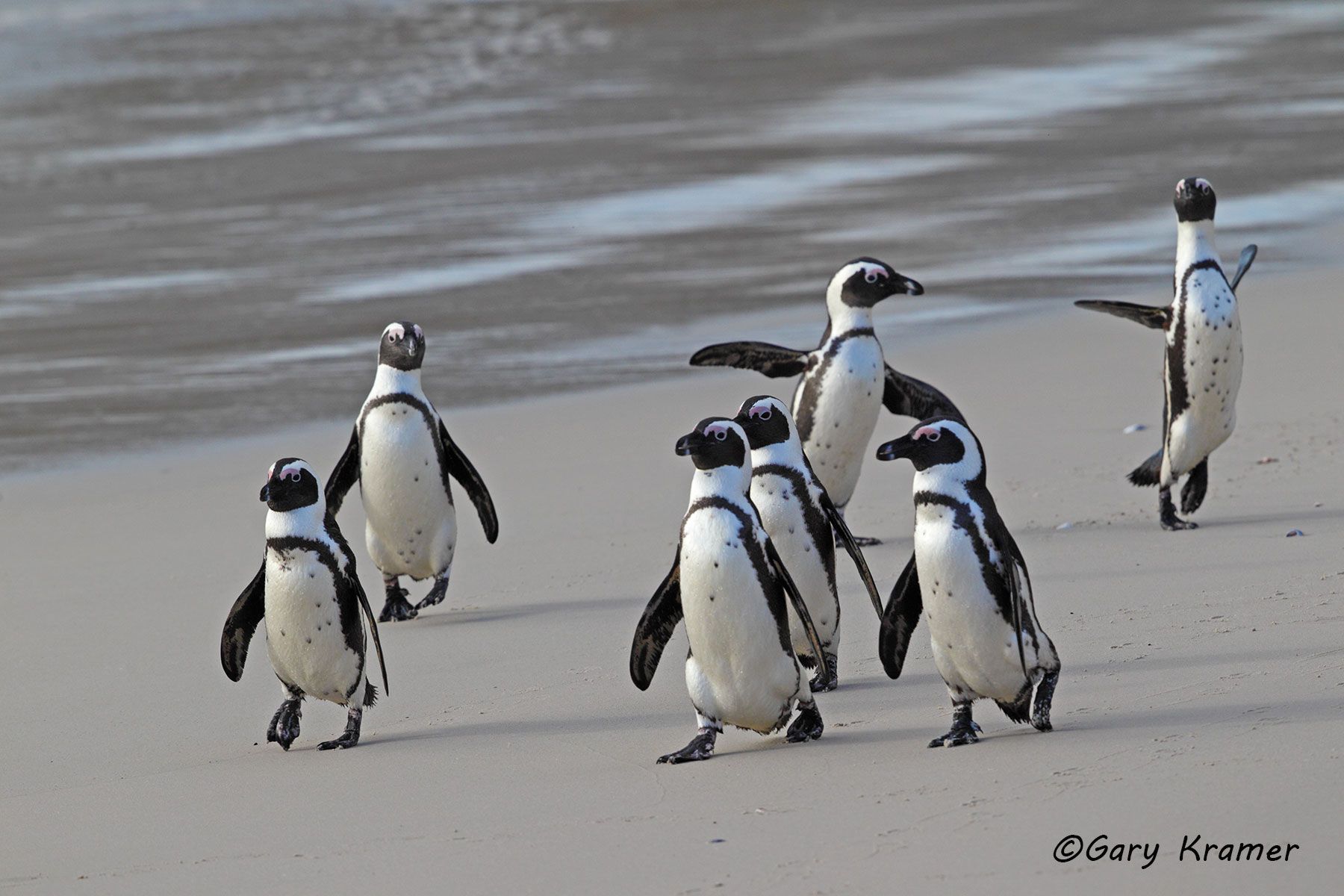 African Penquin (Spheniscus demersus) African Penquin (Spheniscus demersus) - ABPs#034d