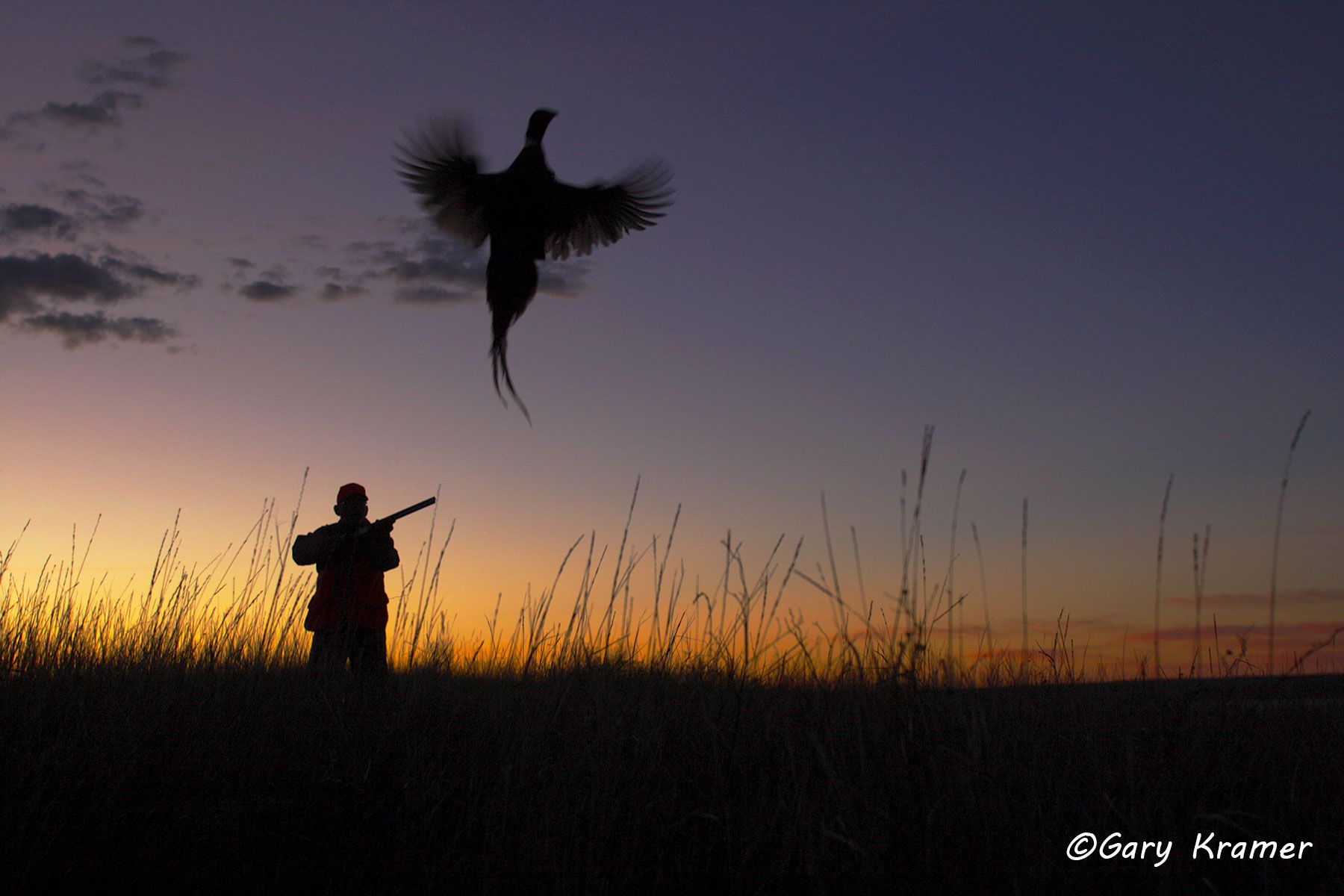 Hunter(s) shooting at flushing Pheasant at sunrise/sunset Hunter shooting at flushing Pheasant at sunrise/sunset - NHPfs#015d