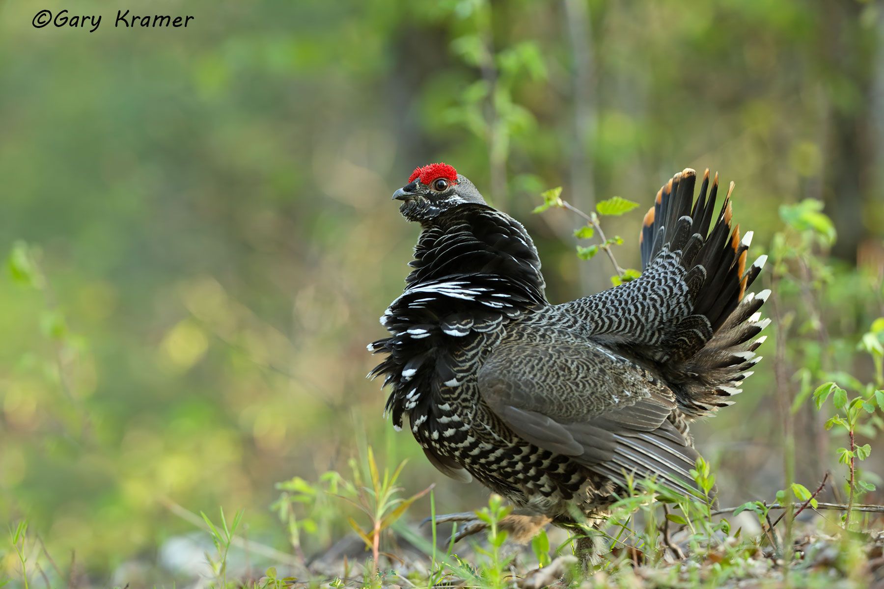 Spruce Grouse (Falcipennis canadensis) Spruce Grouse (Falcipennis canadensis) - NBGs#883d