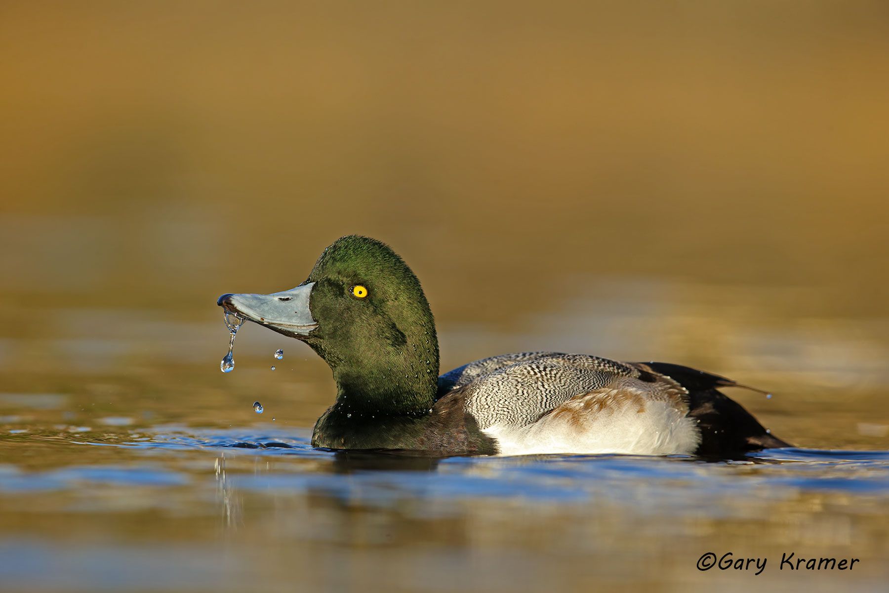 Greater Scaup (Aythya marila) - NBWSga#1082d