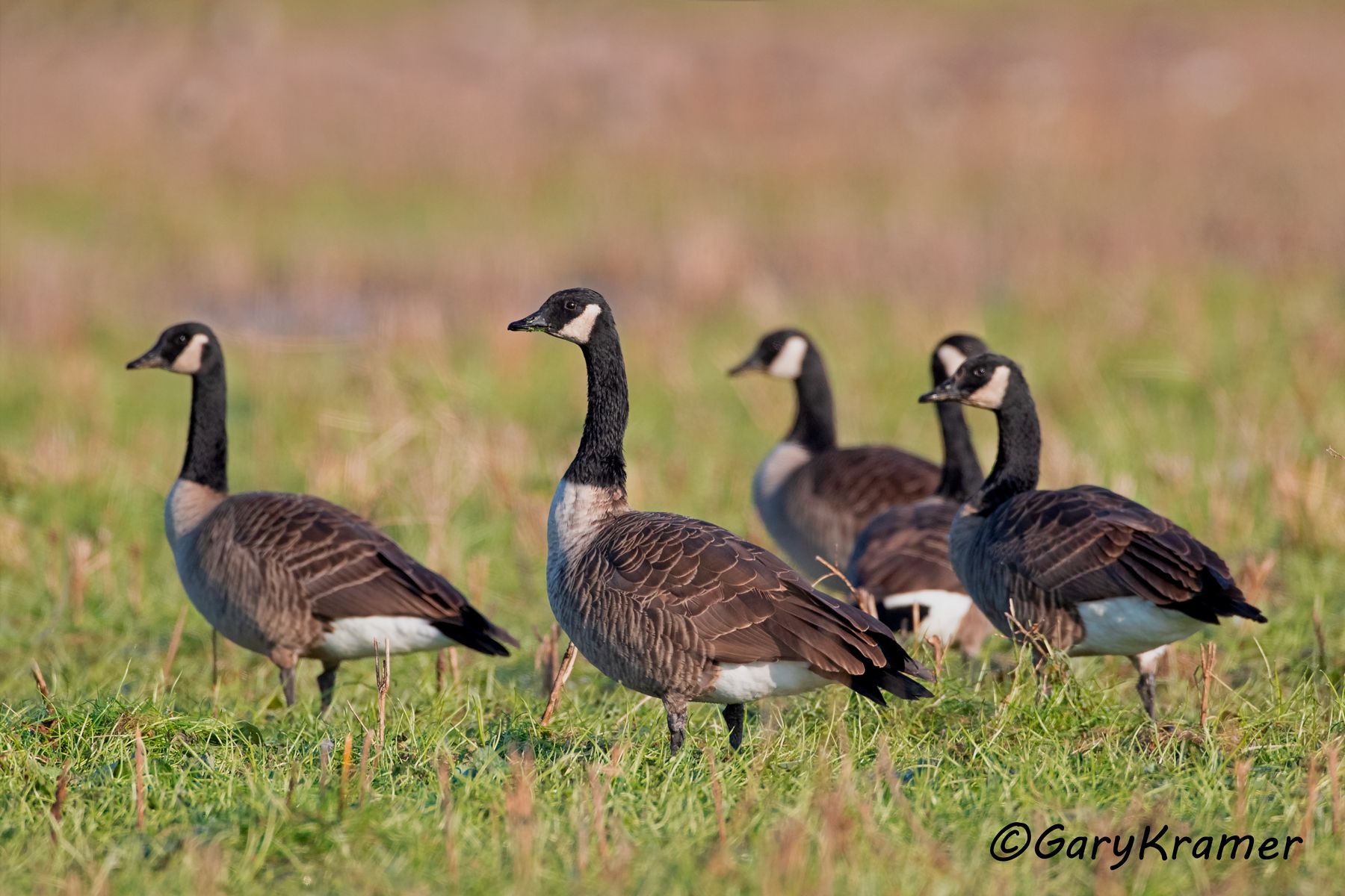 Canada Goose (Atlantic) (Branta canadensis canadensis) Canada Goose (Atlantic) (Branta canadensis canadensis) - NBWCgc#078d