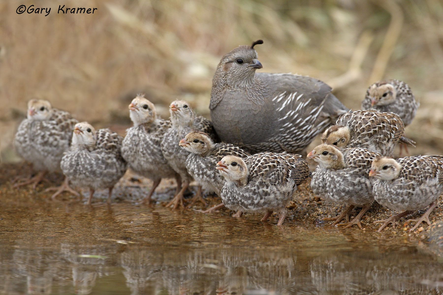California Quail (Callipepla californica) - NBGQc#747d