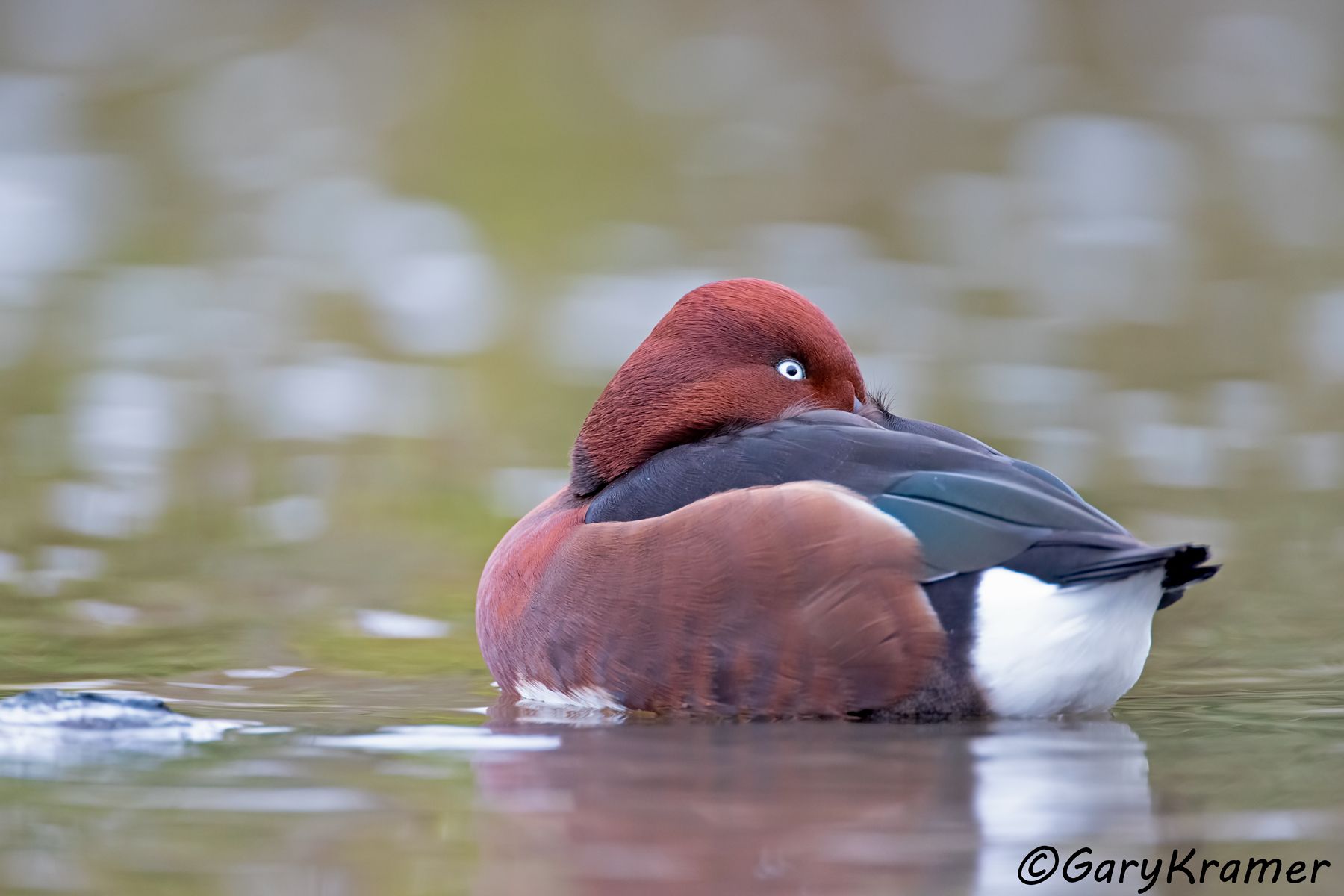 Ferruginous Duck (Aythya nyroca)  Ferruginous Duck (Aythya nyroca) - EBWFa#107d