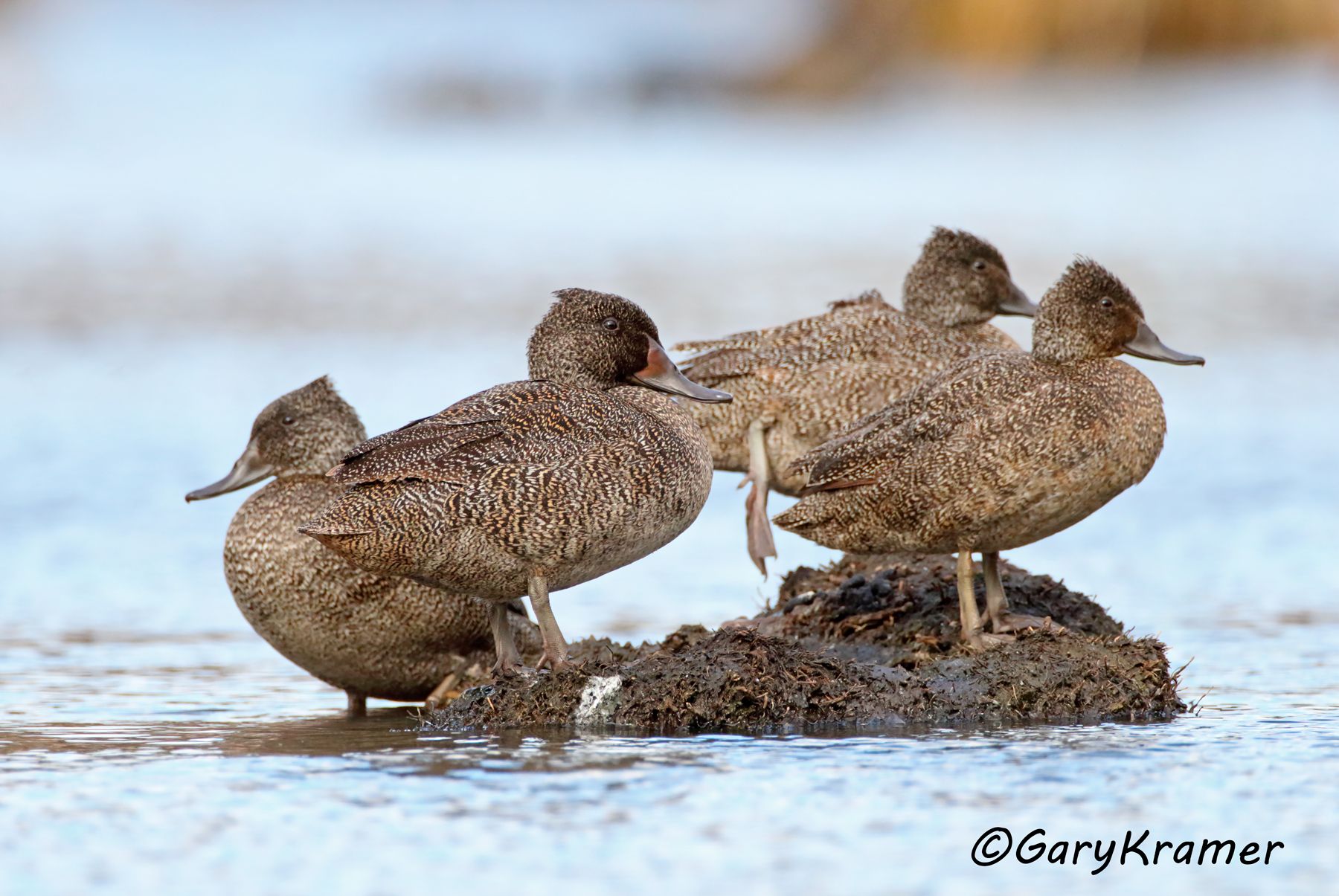 Freckled Duck (Stictonetta naevosa)  Freckled Duck (Stictonetta naevosa) - OBWFd#077d