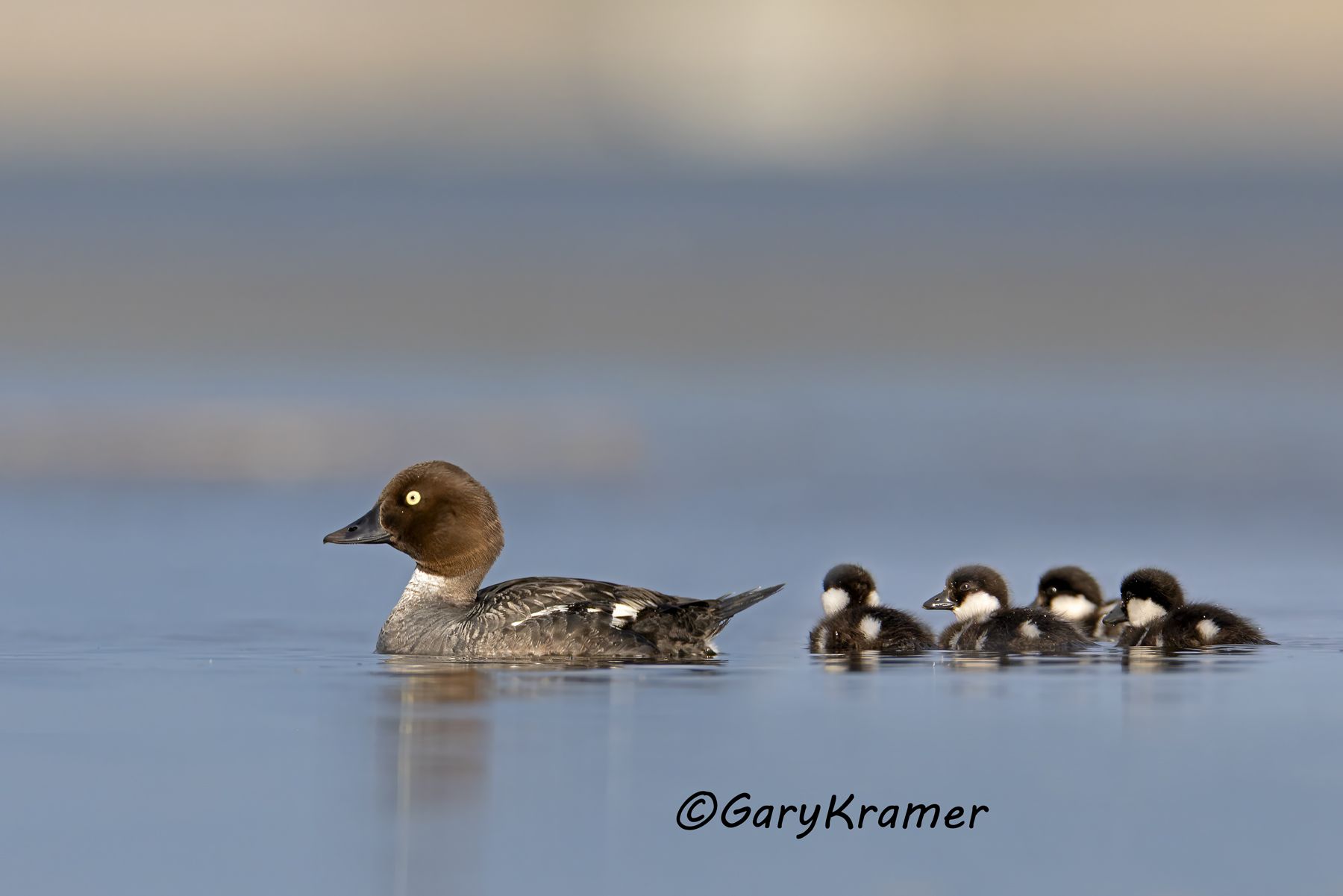 Common Goldeneye (Bucephala clangula) Common Goldeneye (Bucephala clangula) - NBWGc#805d(2)