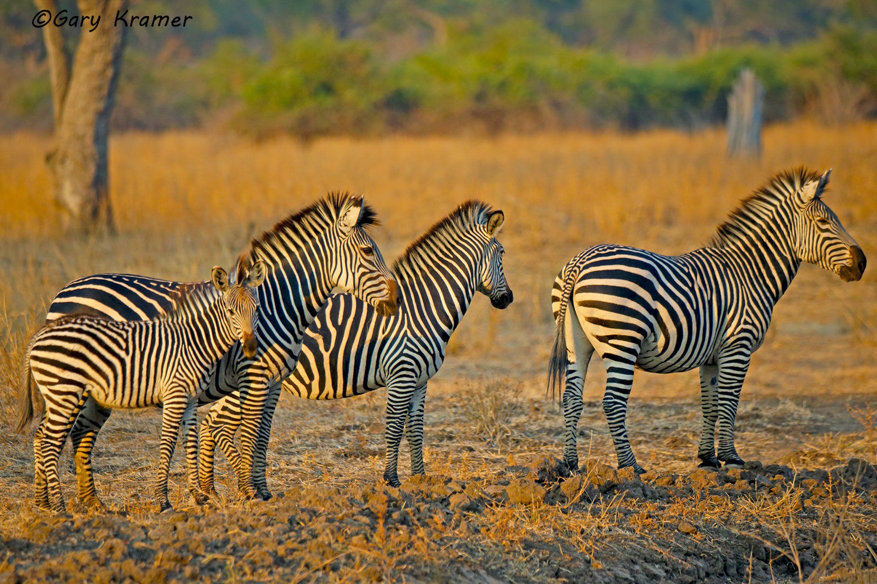 Plains Zebra (Equus quagga) Plains Zebra (Equus quagga) - AMZ#600d