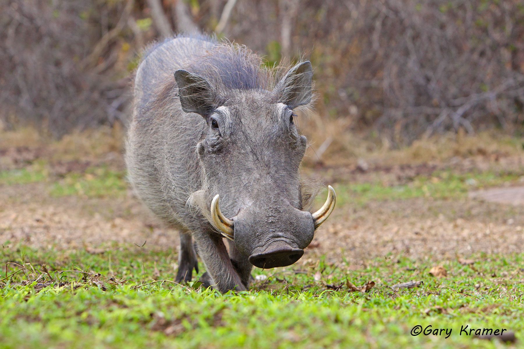 Common Warthog (Phacochoerus africanus) Common Warthog (Phacochoerus africanus) - AMW#168d