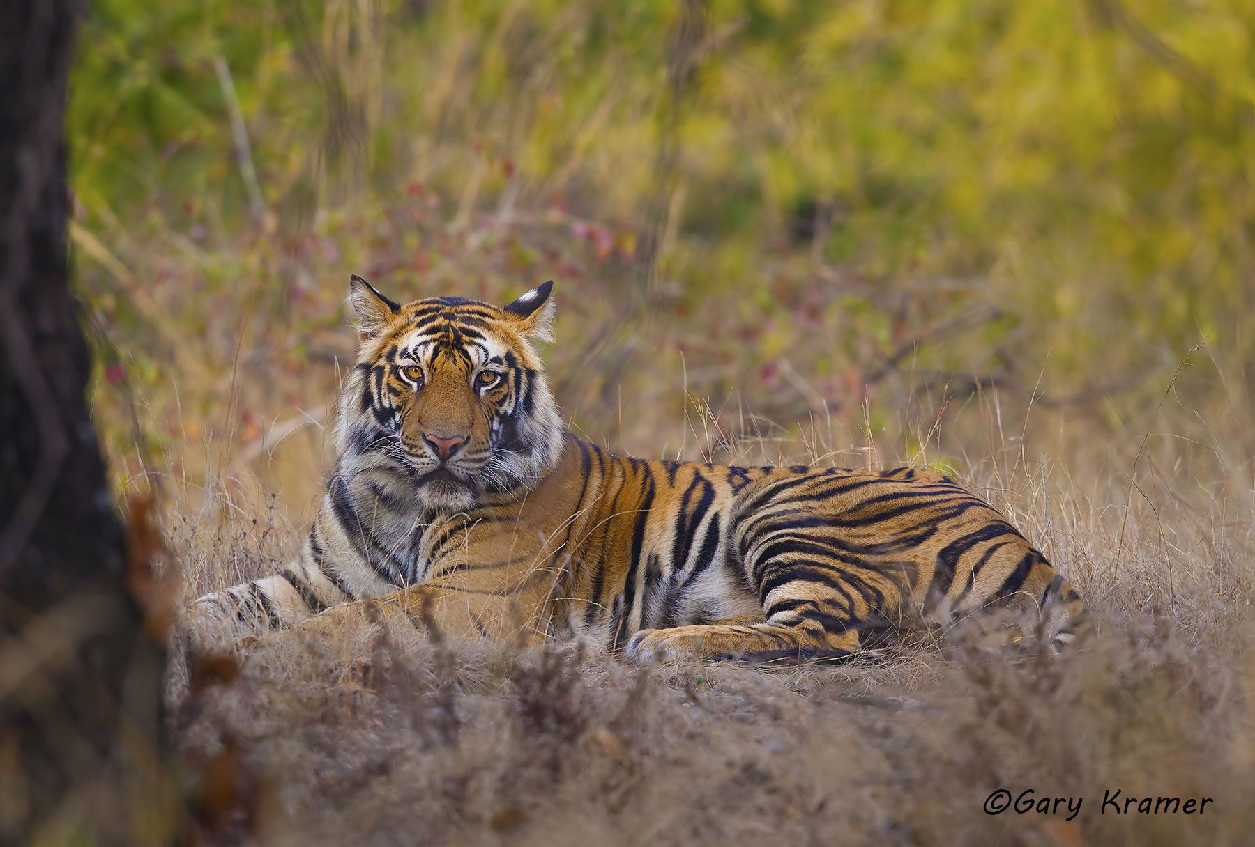 Tiger (Bengal) (Panthera tigrus tigrus) - AMTb#141d