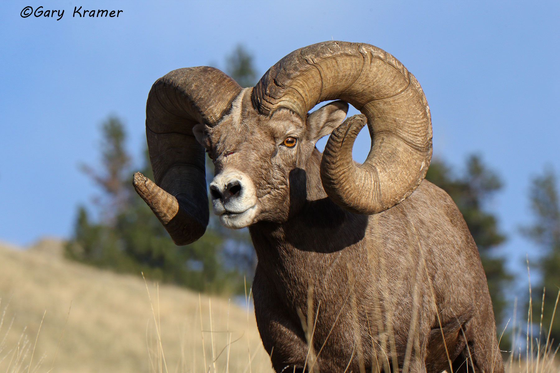 Wild Sheep - Gary Kramer Photographer / Writer