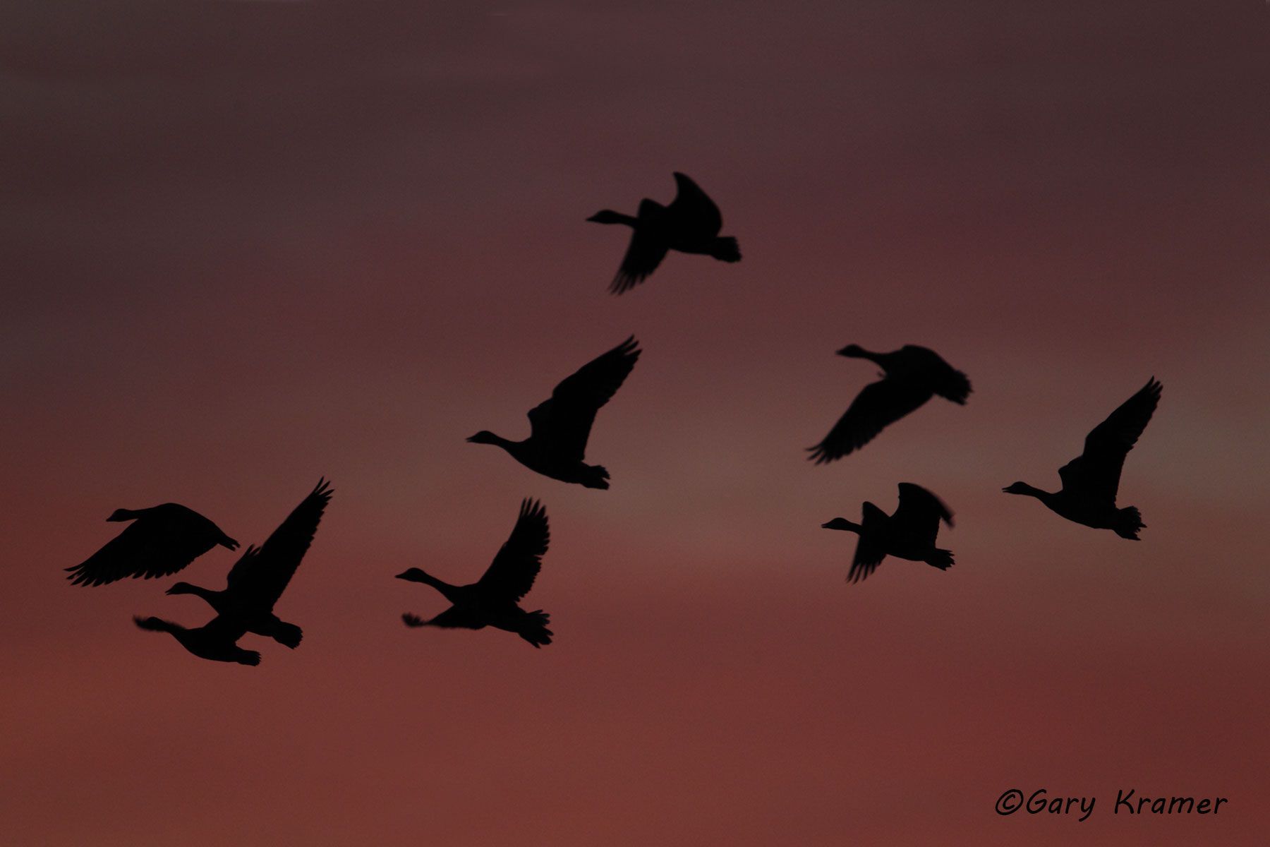 White-fronted Goose (Anser albifrons) - NBWWf#1056d