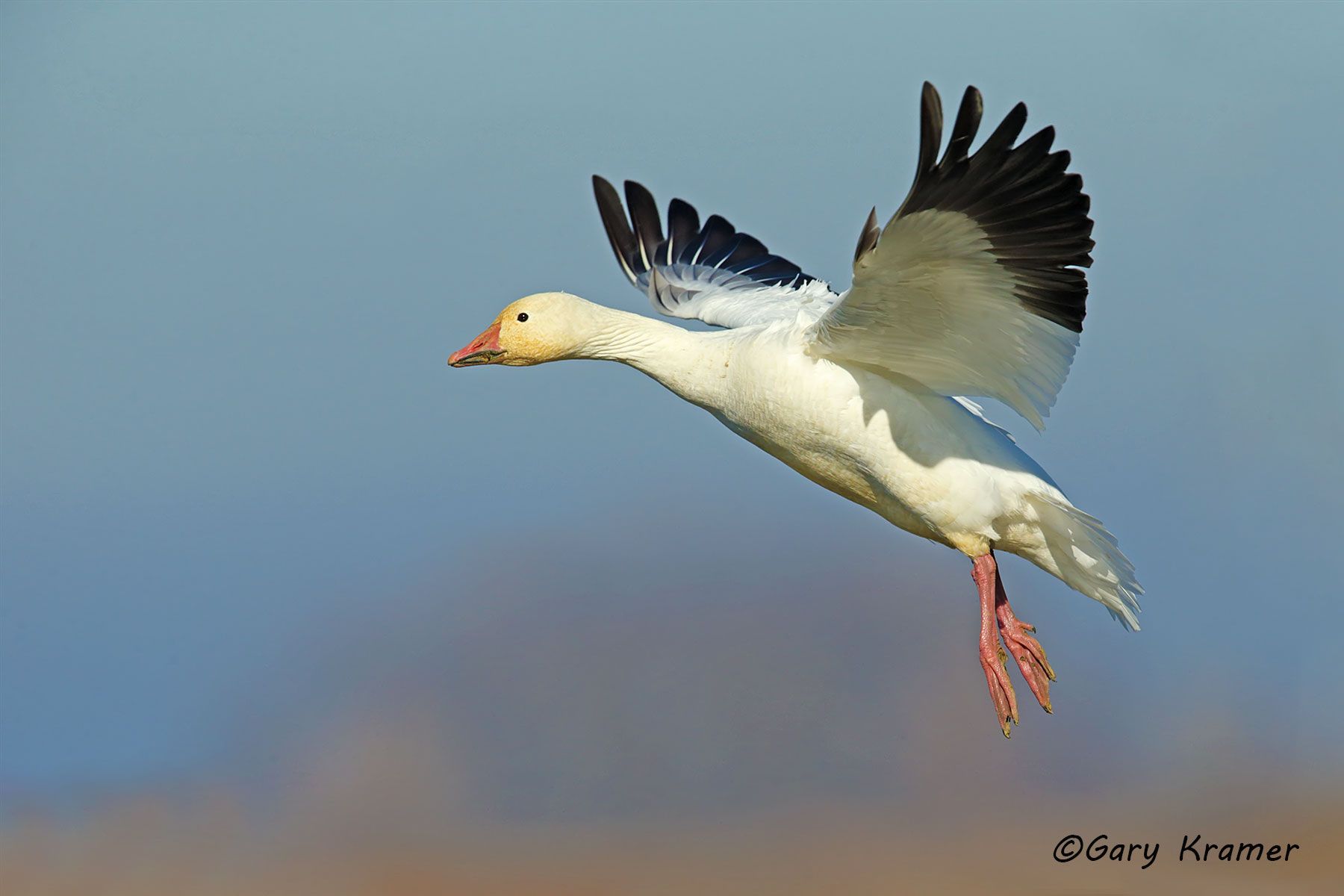 Lesser Snow Goose (Anser caerulescens) - NBWSg#1964d
