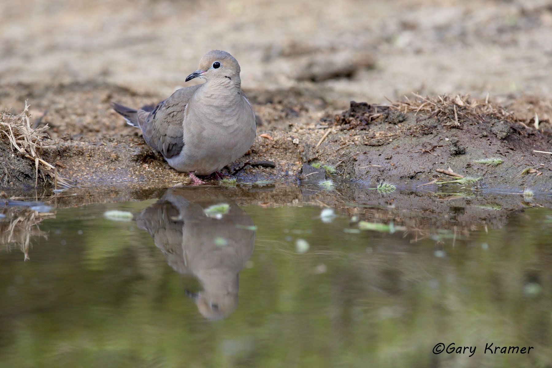 Mourning Dove (Zenaida macroura) - NBDM#342d