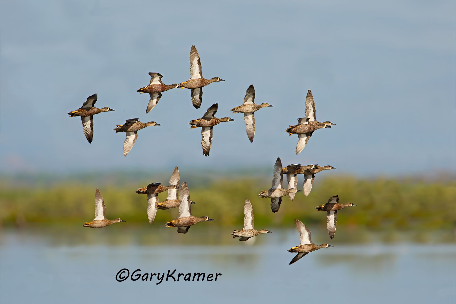 Blue-winged Teal (Anas discors) - NBWTb#518d(3)